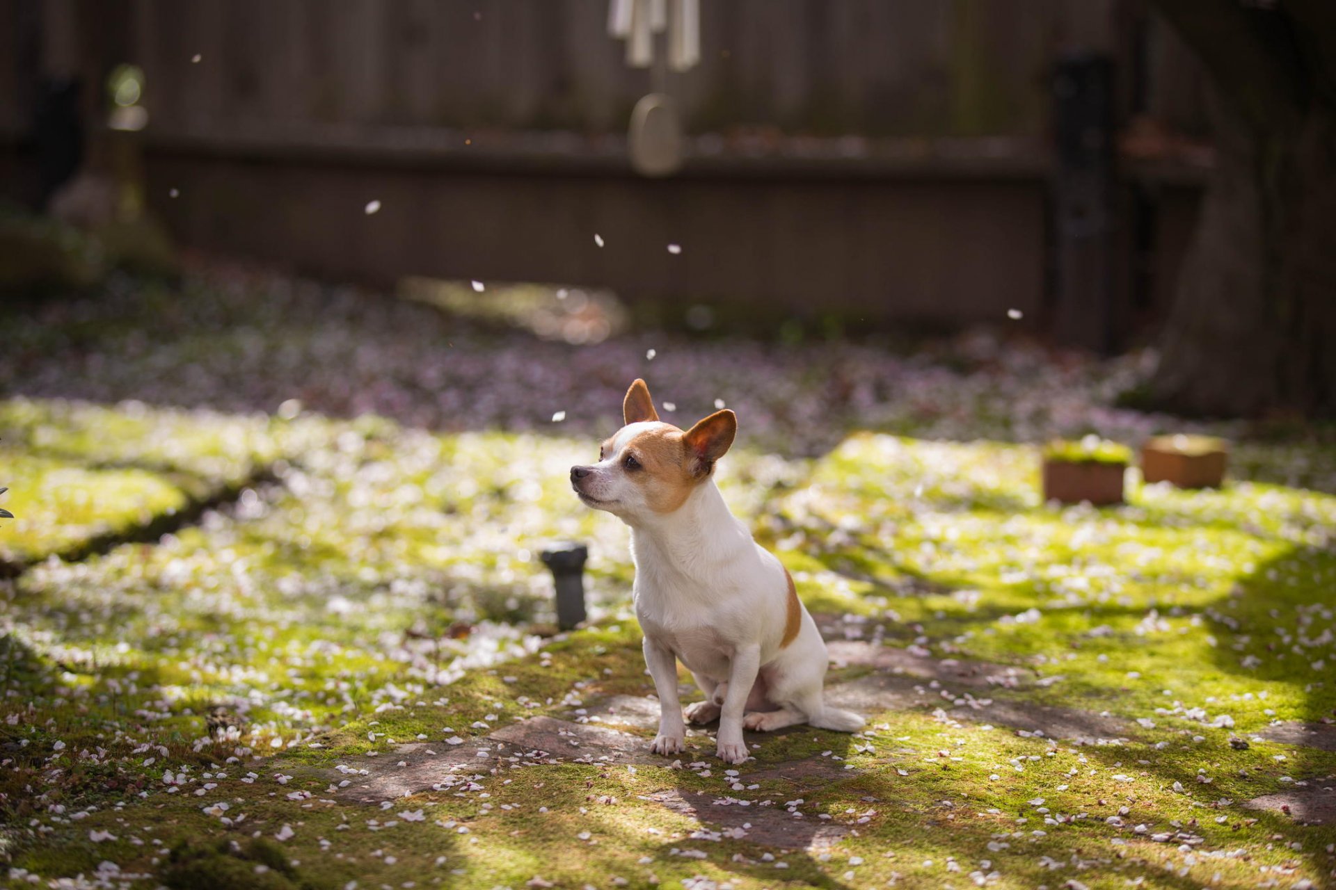 cane amico giardino primavera