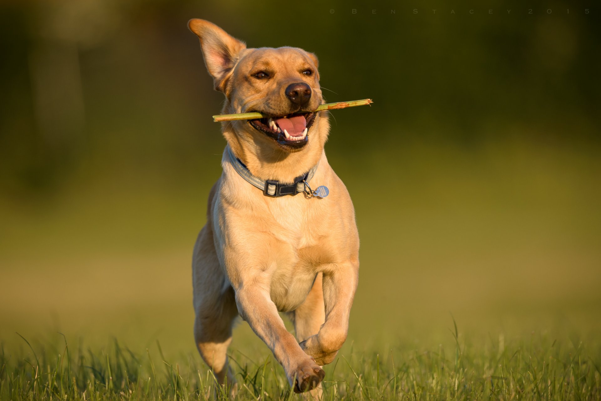 labrador retriever perro correr caminar alegría estado de ánimo