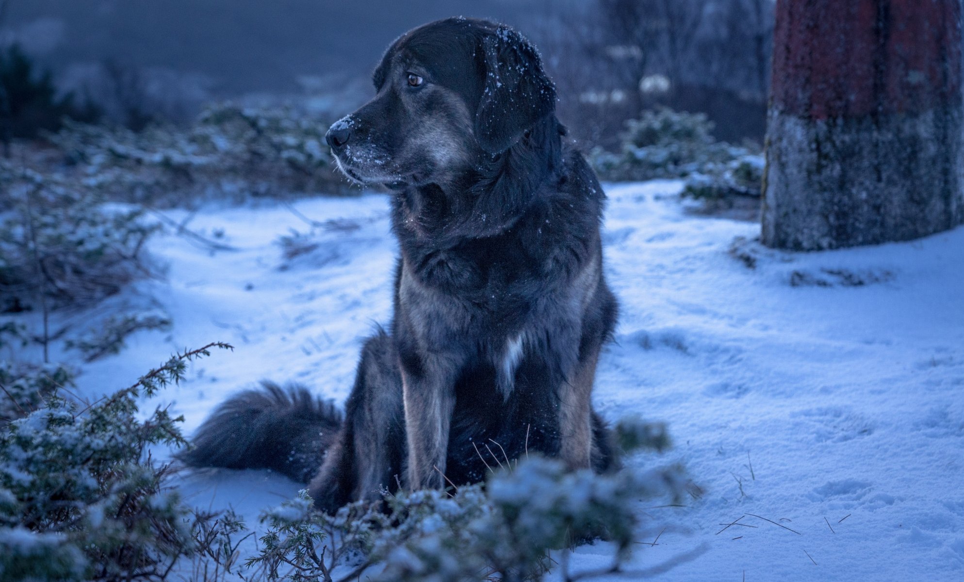 dog winter snow