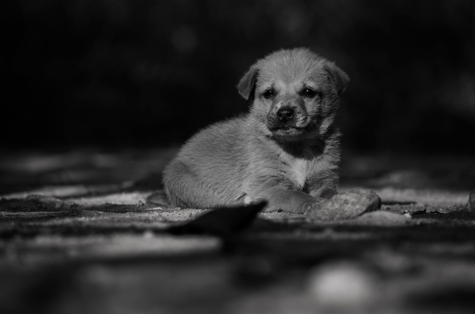 kleiner hund welpe hündchen