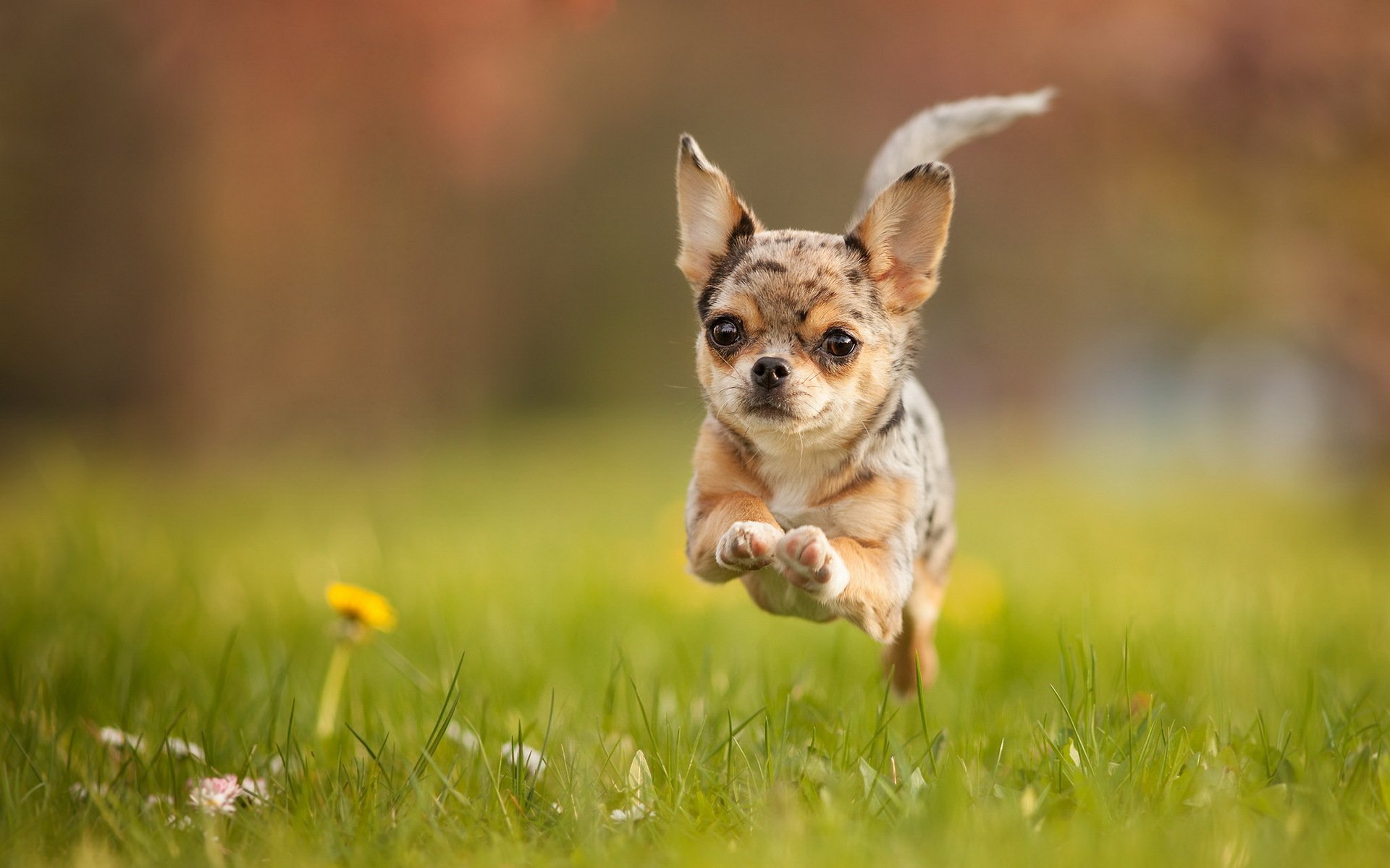 perro correr verano