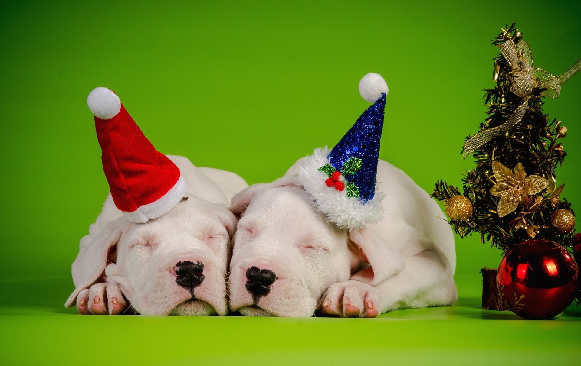 fondo perros pareja dormir decoración gorras año nuevo