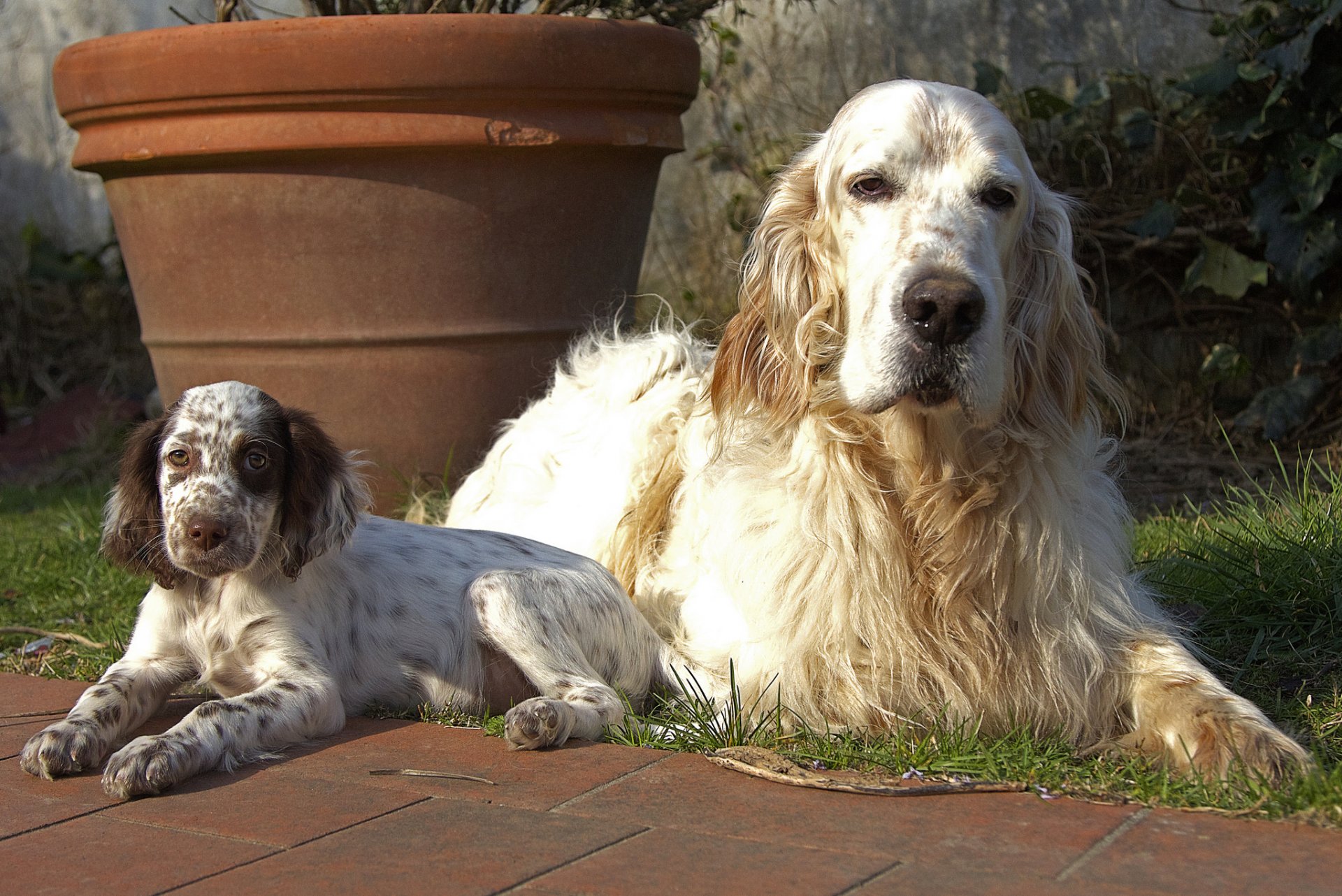 hunde welpe blick