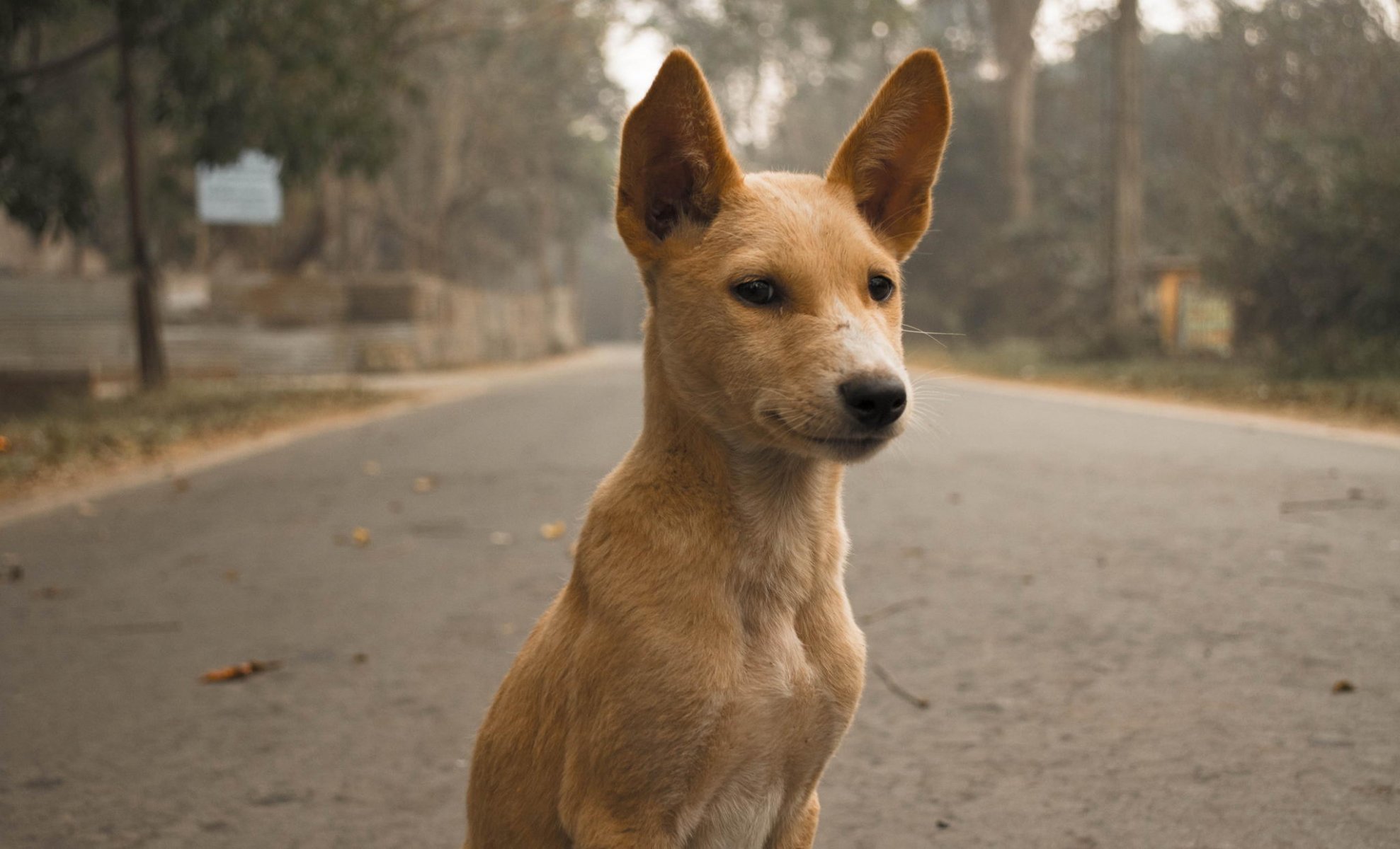 cane pelo orecchie sguardo strada