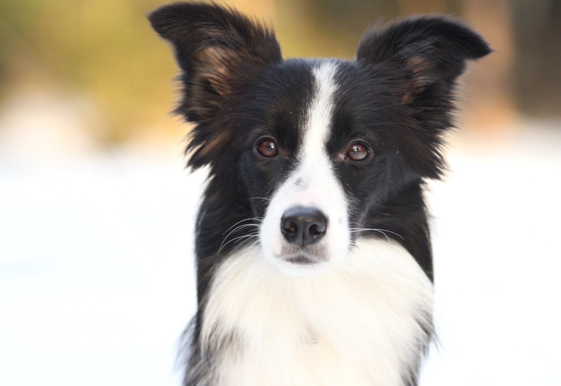 cani border collie inverno sole collie