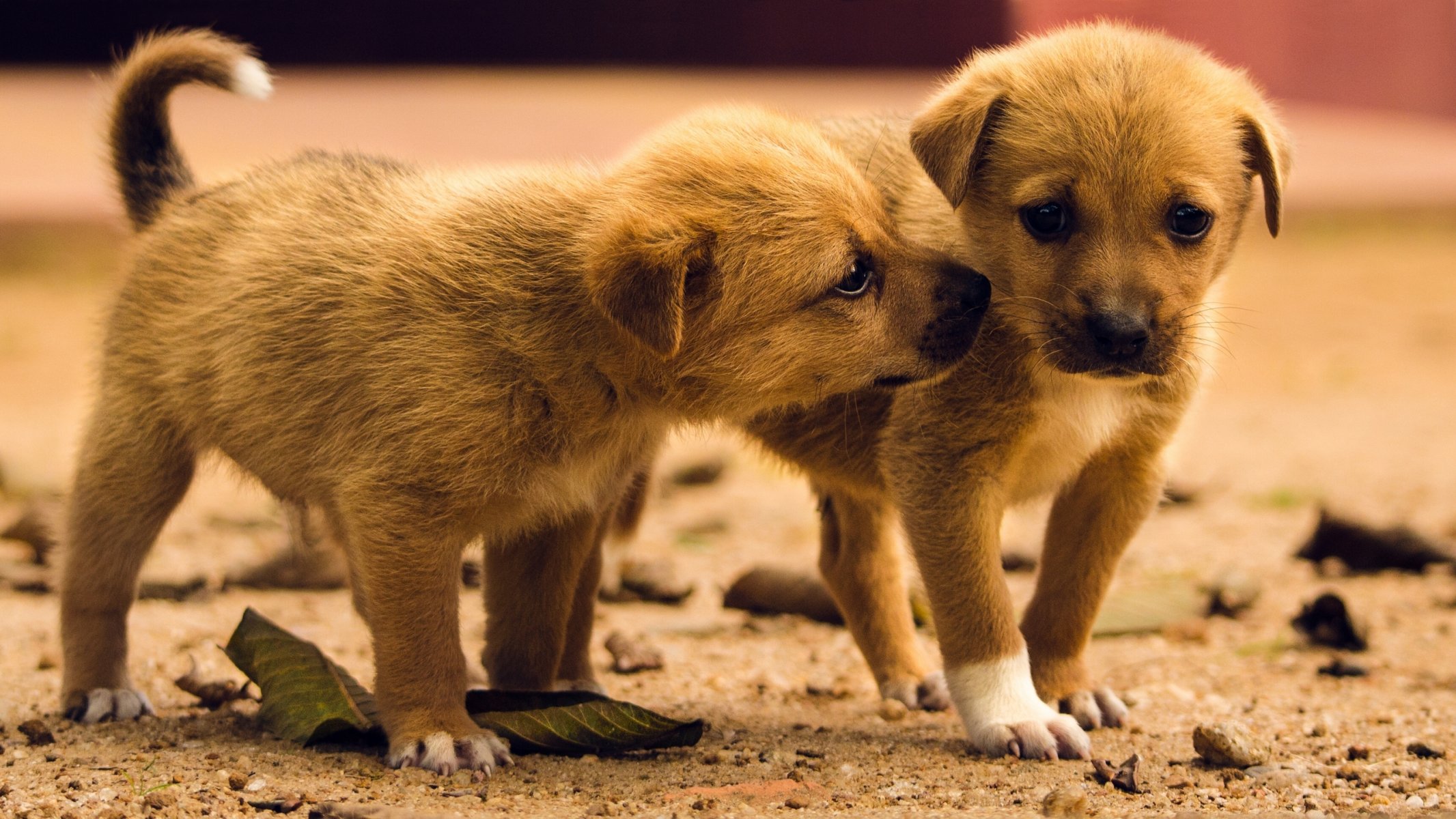 cani cuccioli bambini gemelli