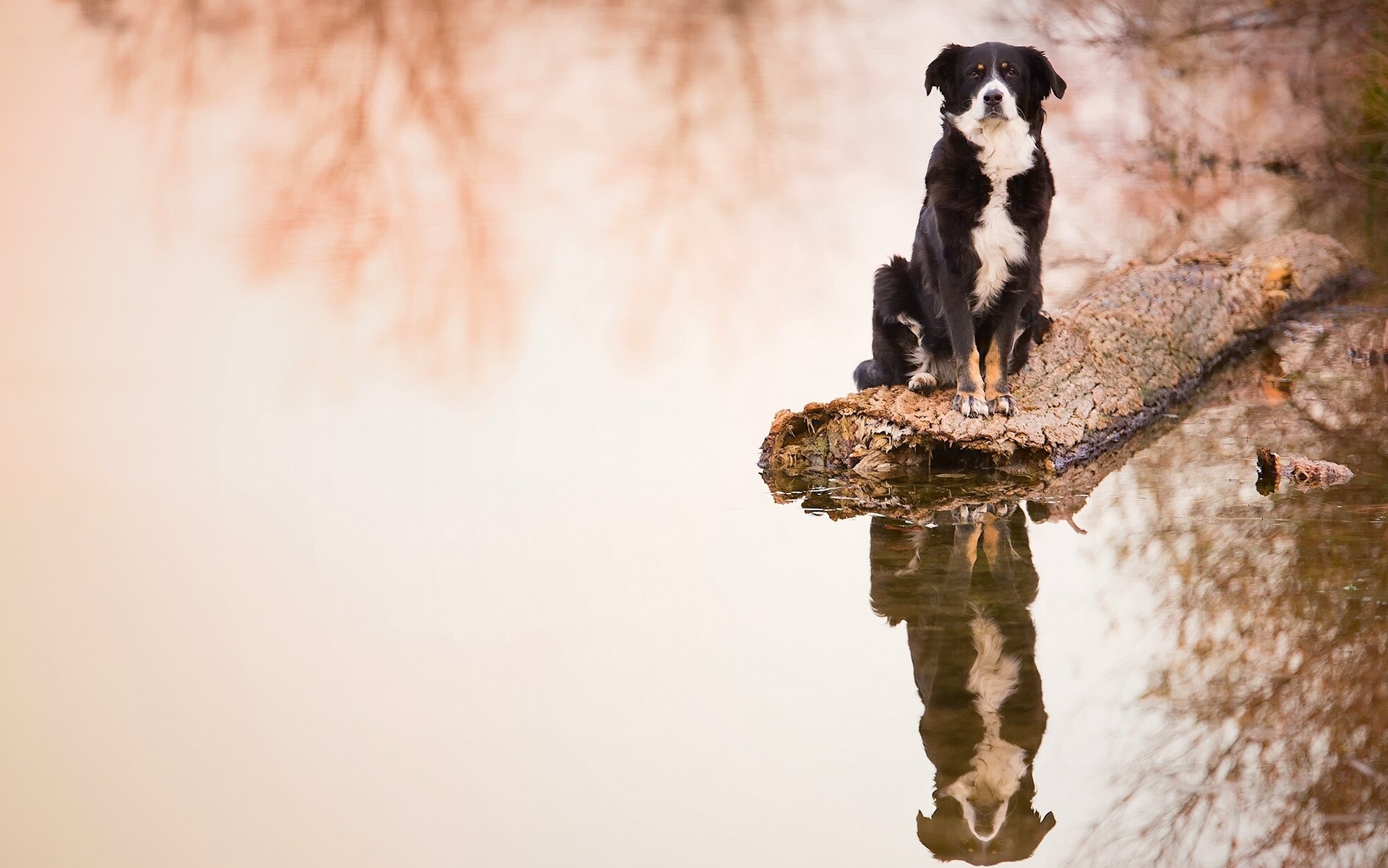 border collie pies kłoda woda odbicie