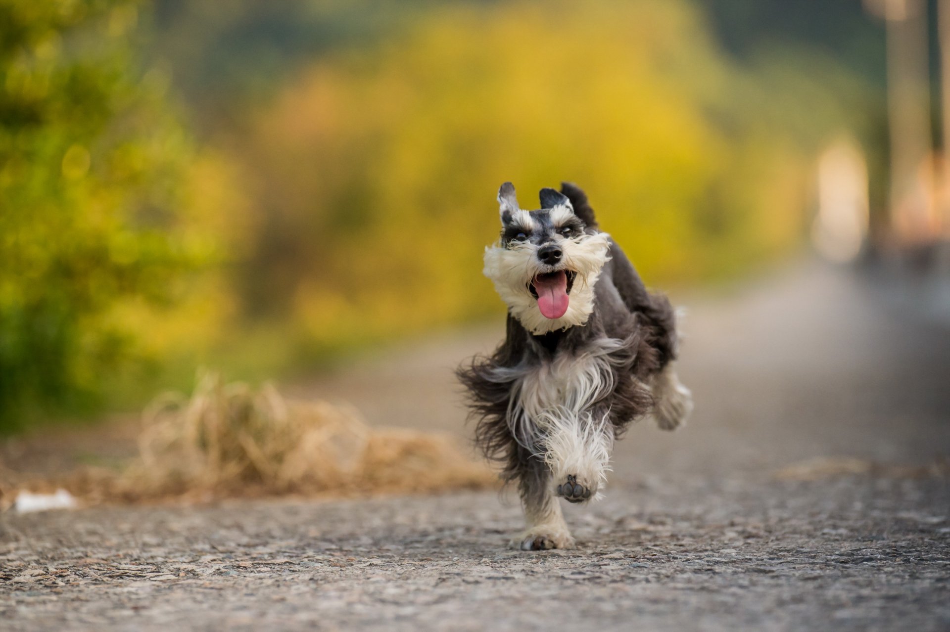 hund blick freund