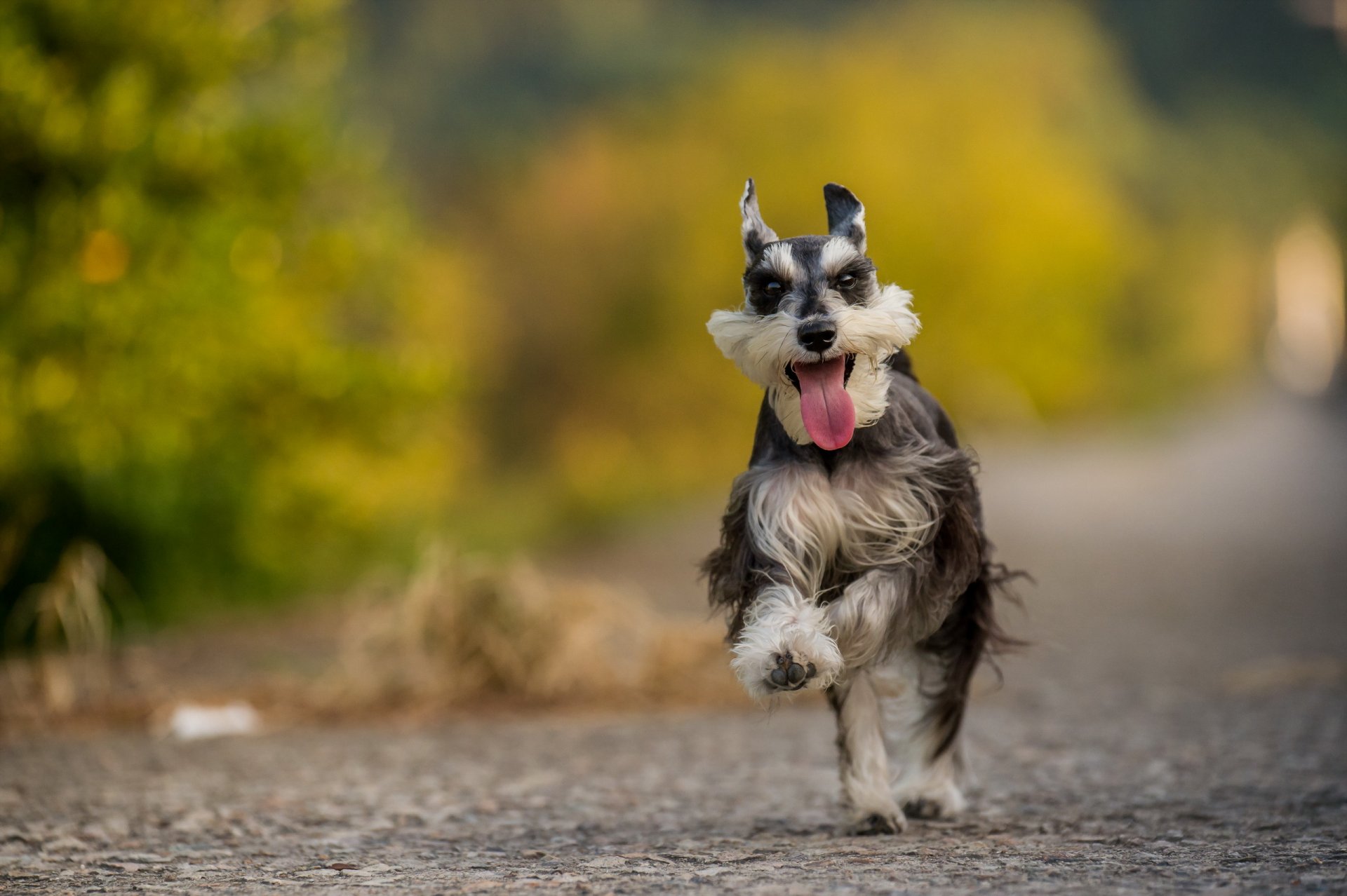 hund blick freund