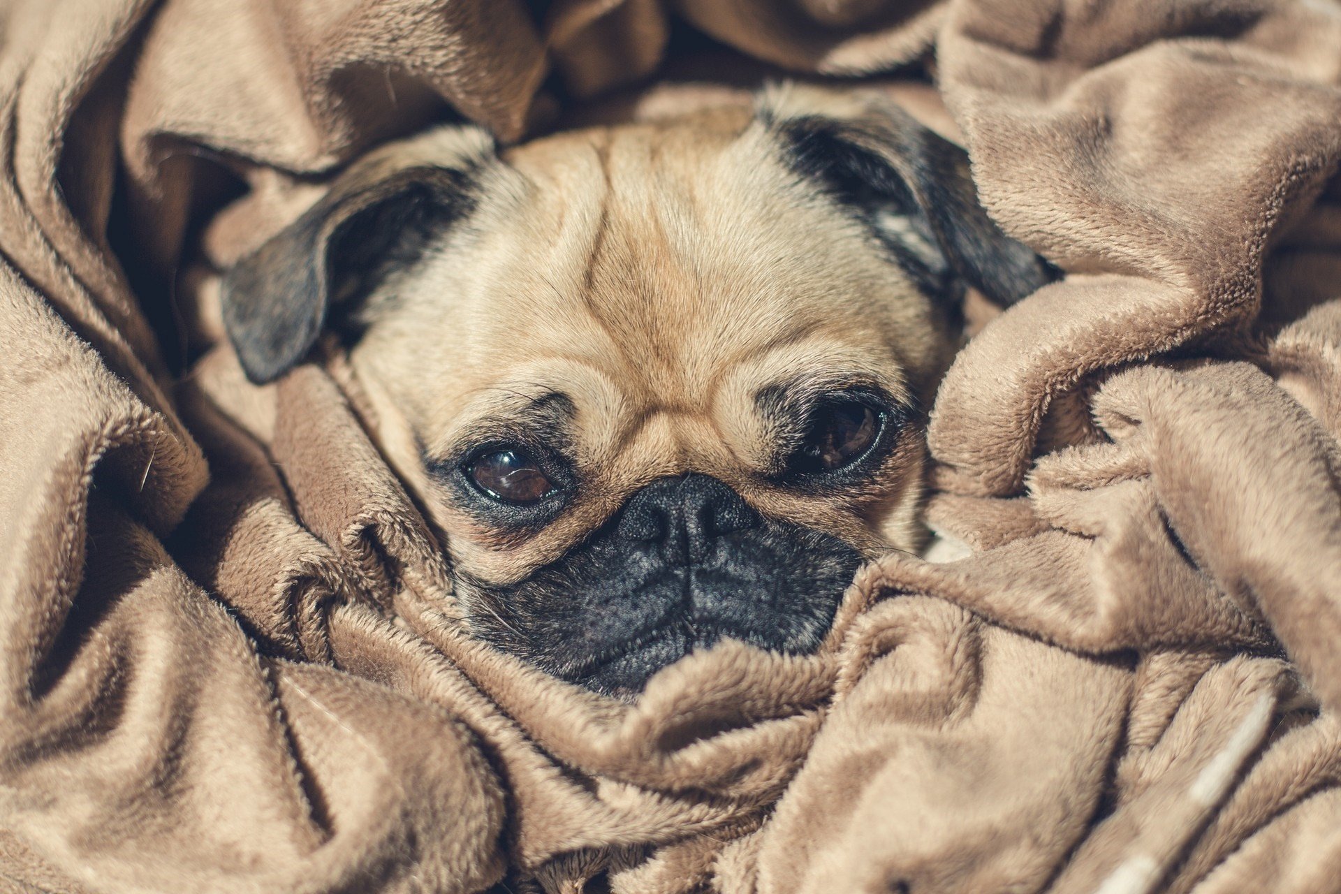 cucciolo cane camuffamento viso occhi naso