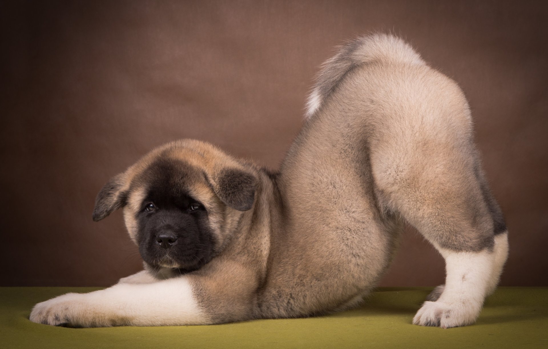 amerikanischer akita welpe pose