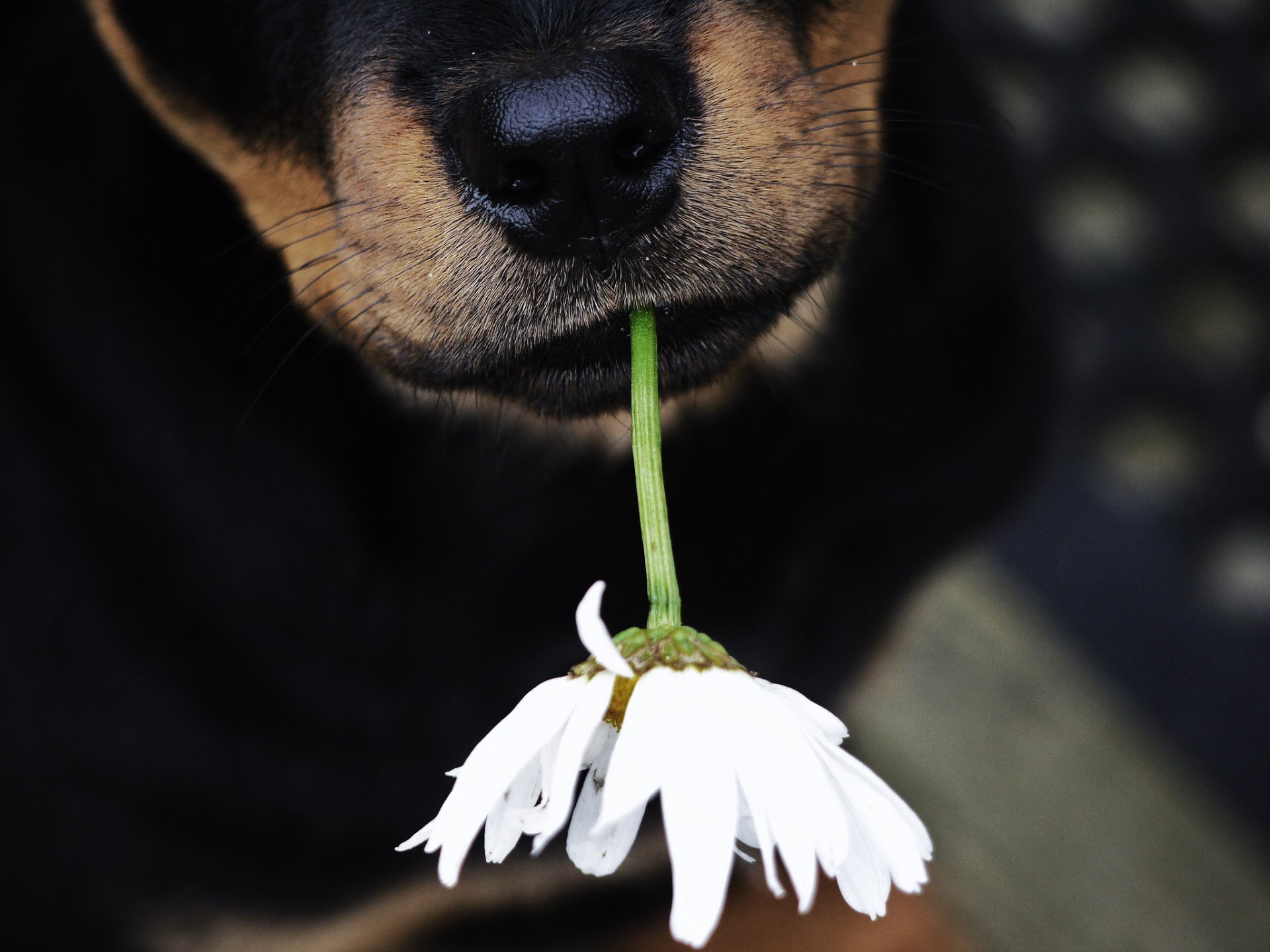 chien nez fleur