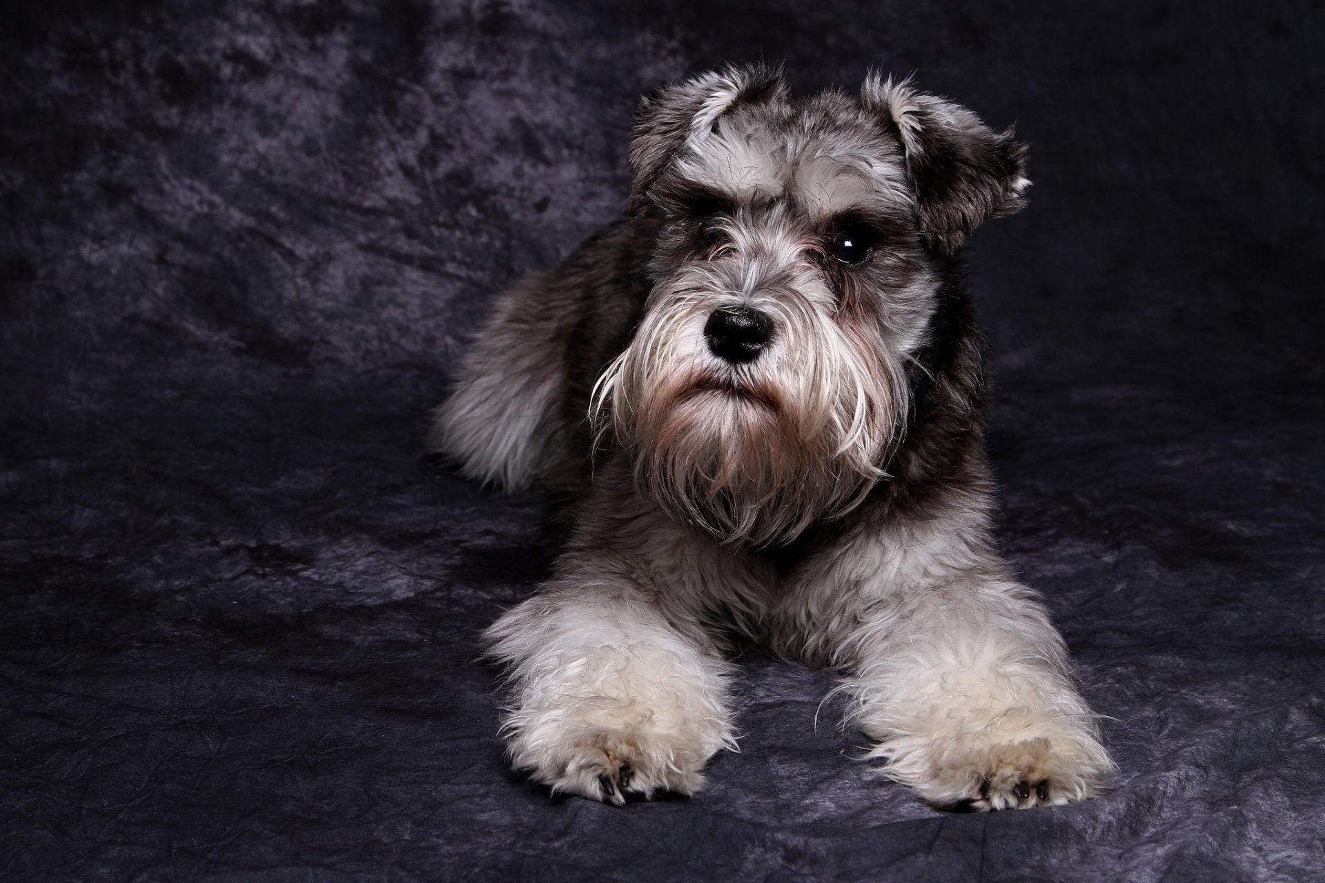 schnauzer chien regard