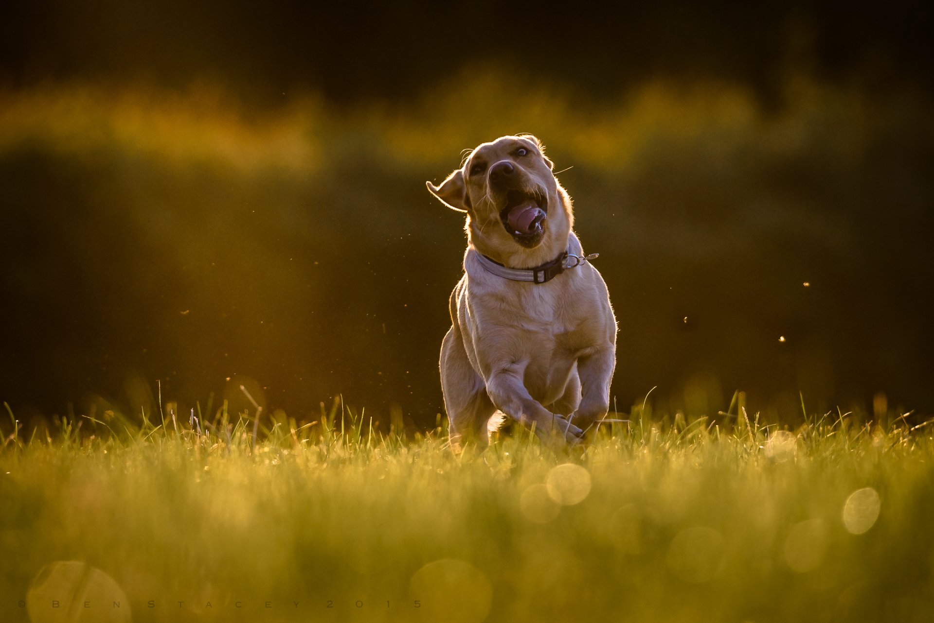 labrador retriever dog running walk expanse