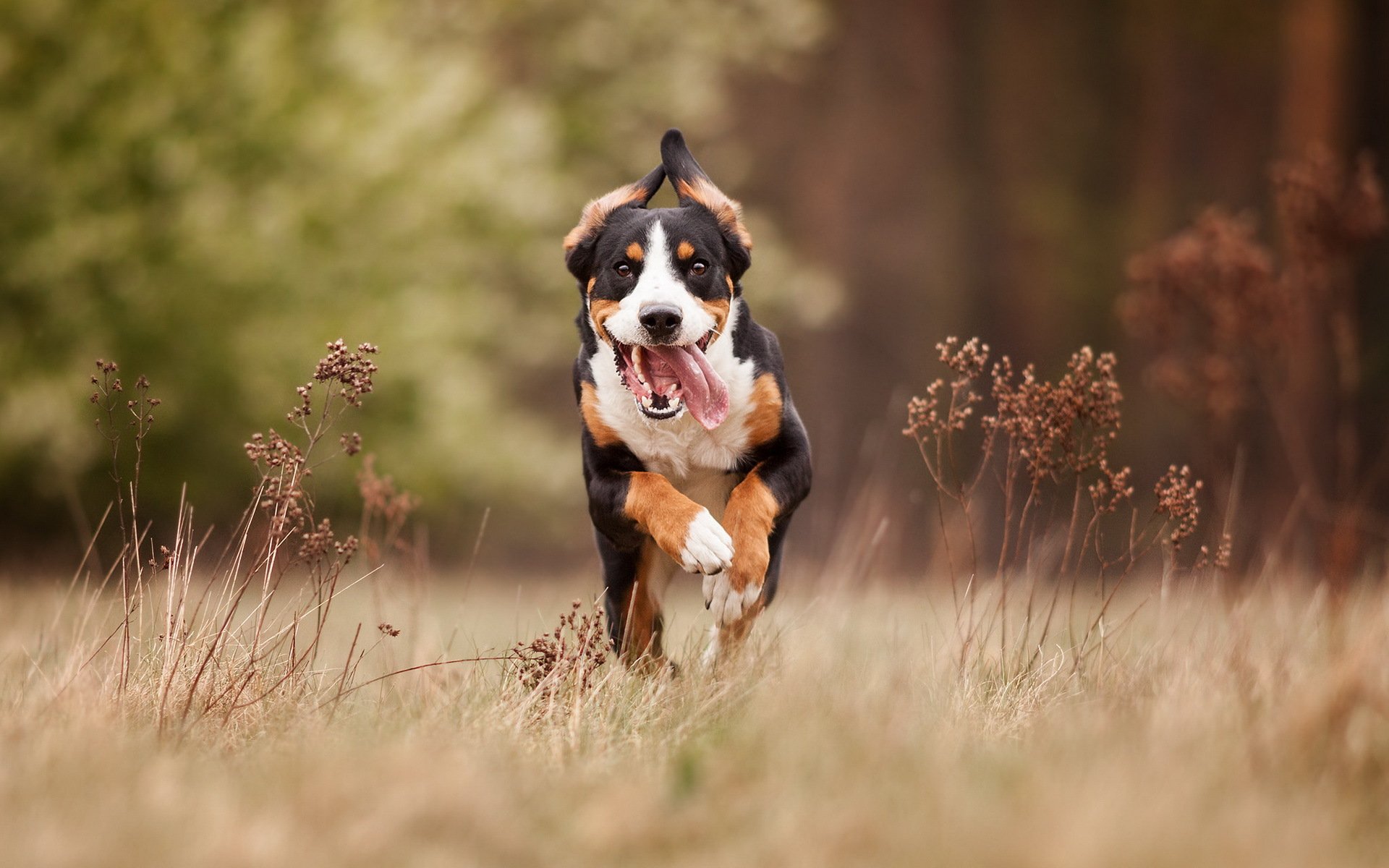 perro amigo correr