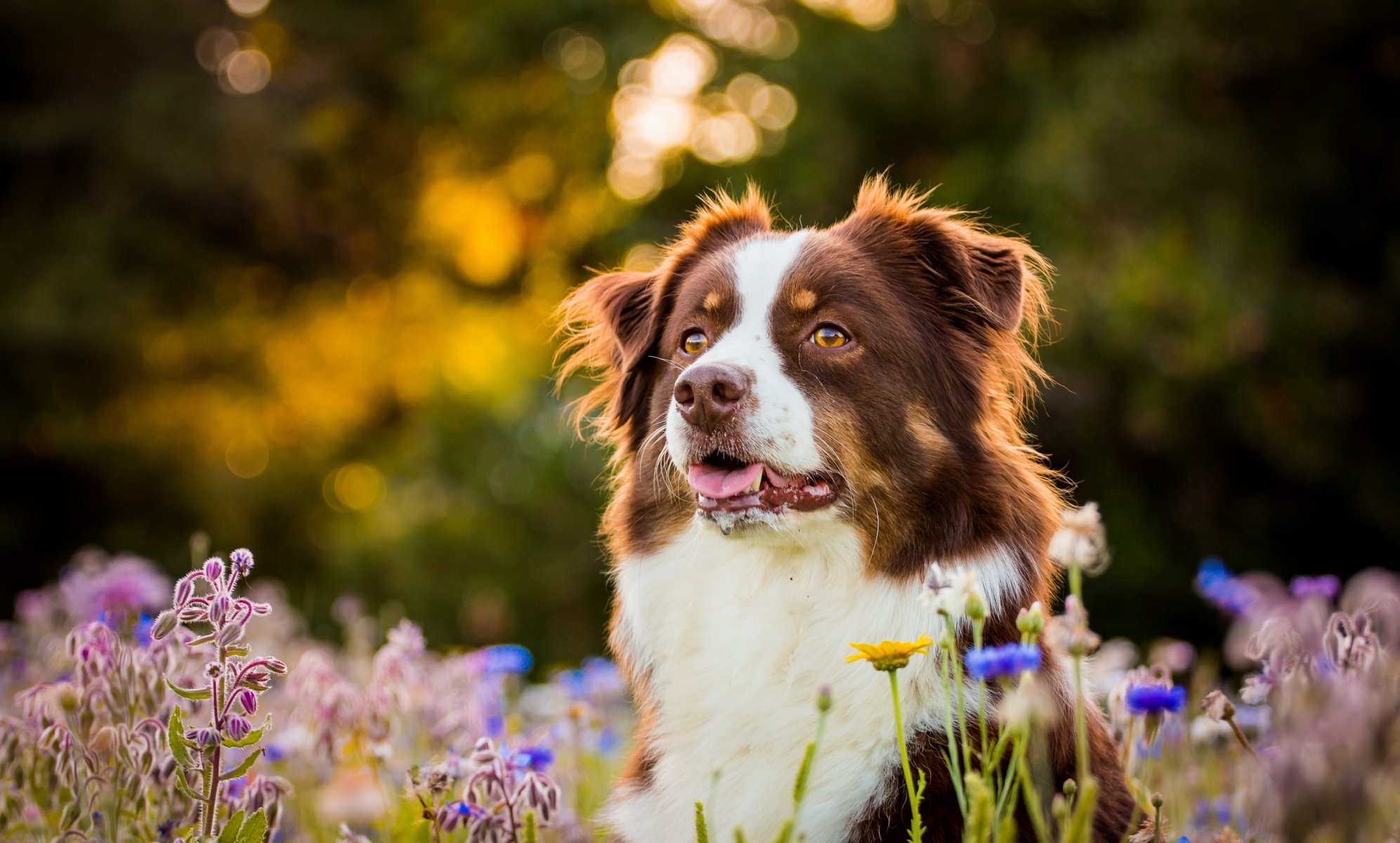 australian shepherd dog face flower