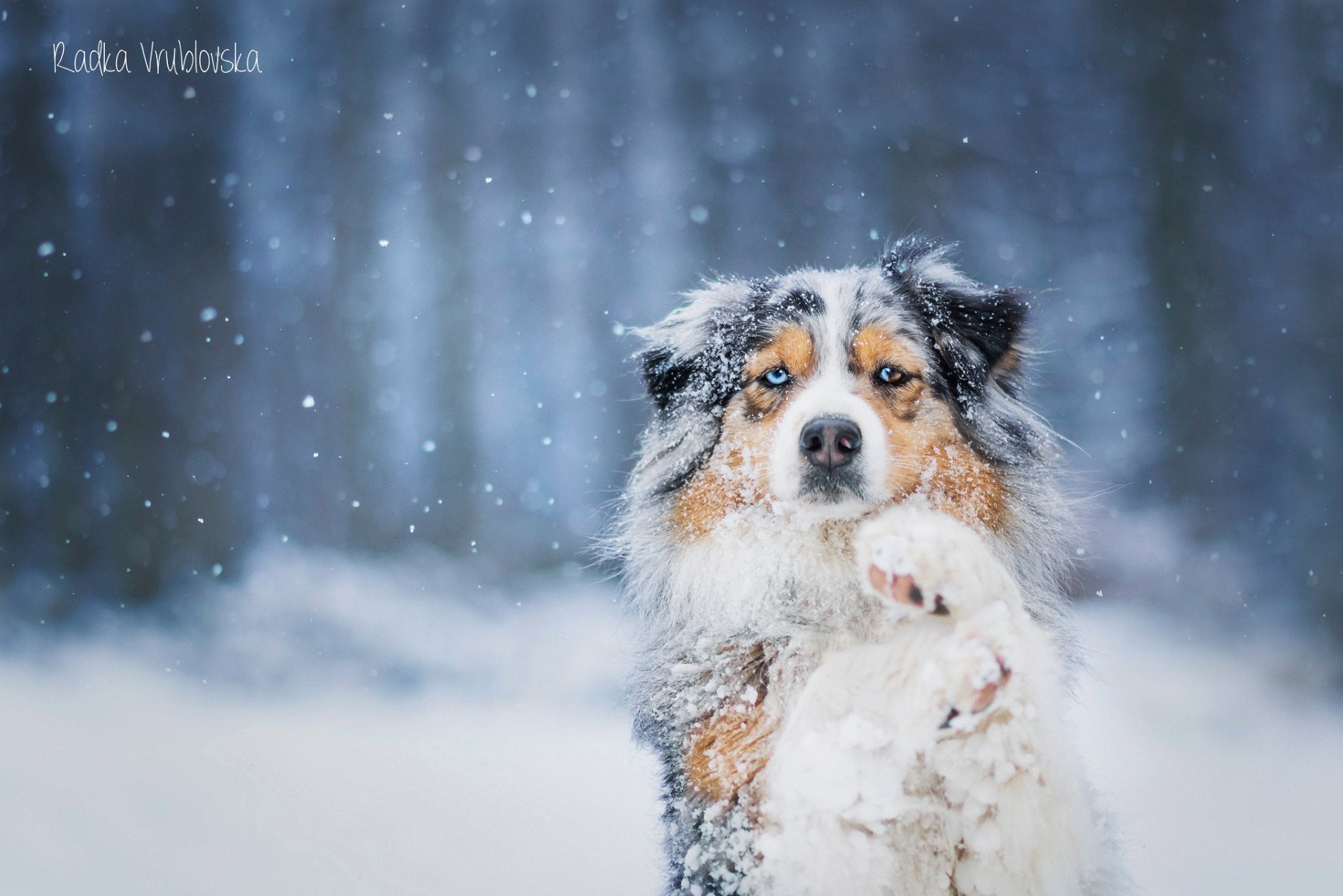 perro pastor australiano nieve