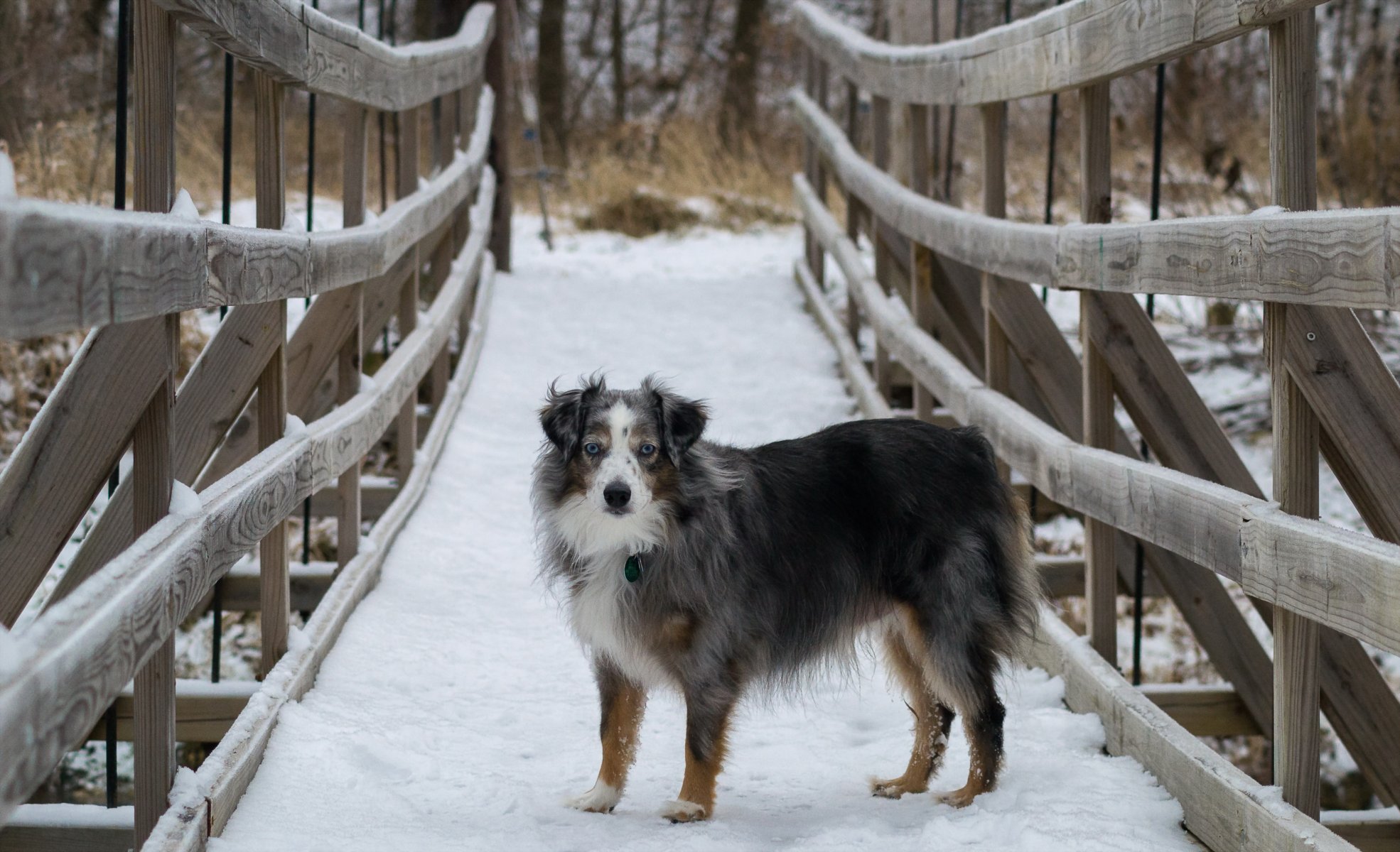 hund blick freund