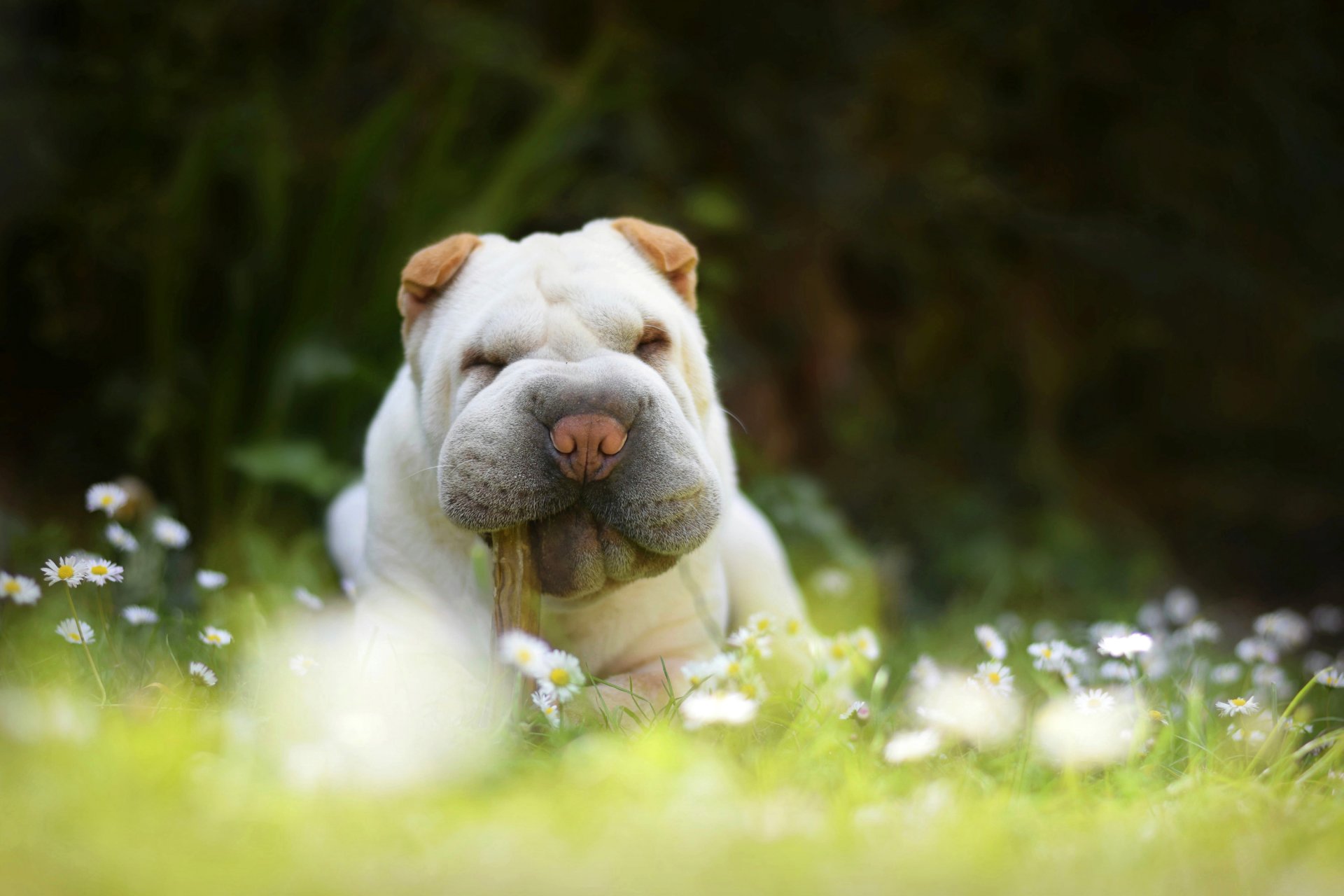 shar pei cane cucciolo margherite erba natura