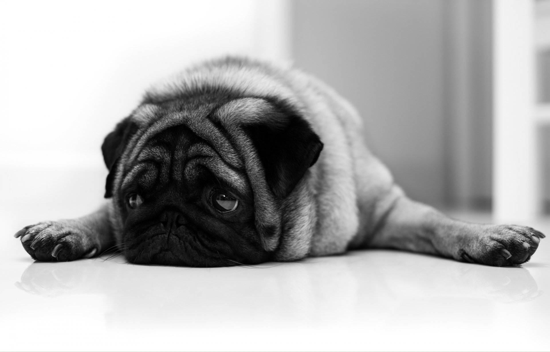 pug perro amigo triste