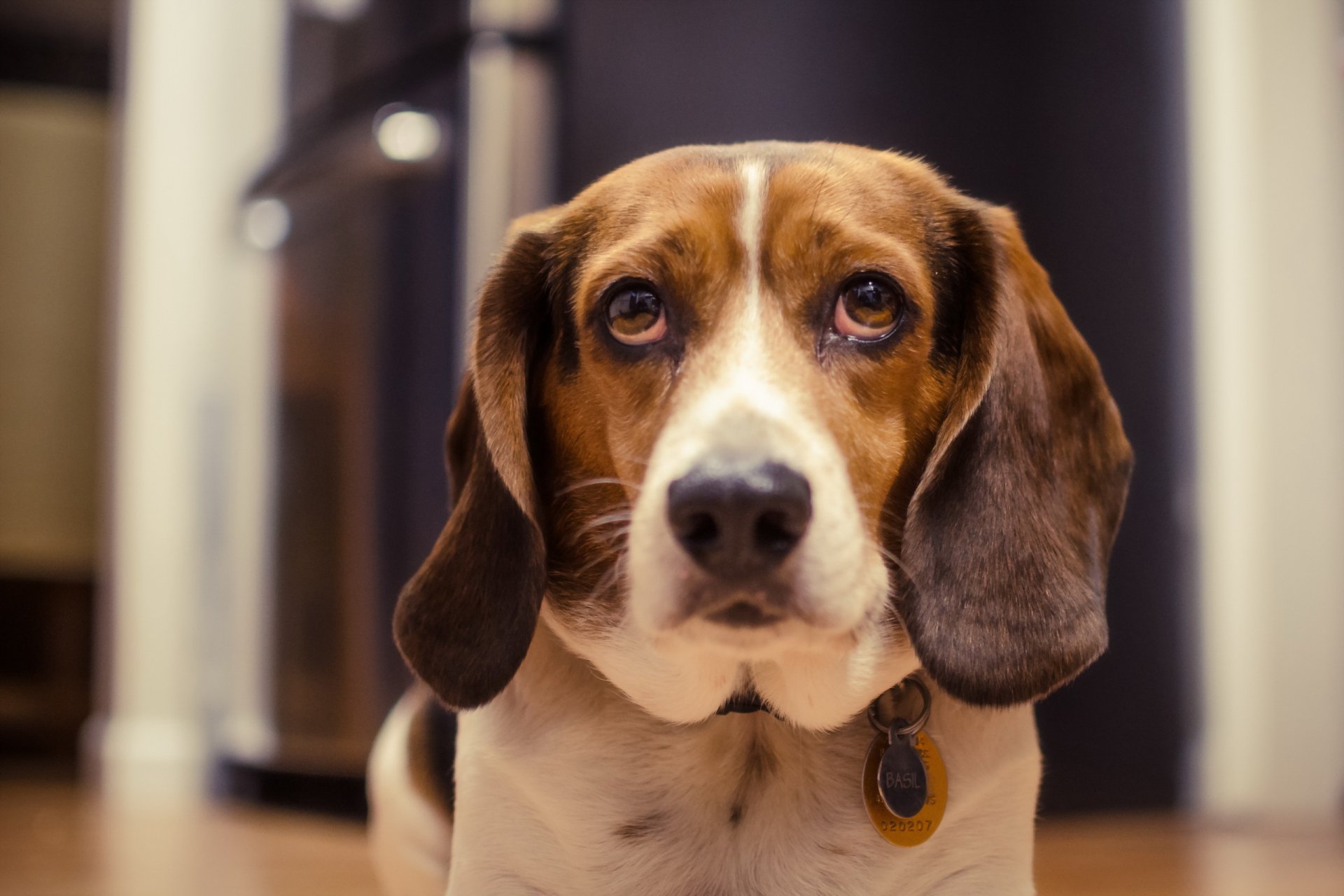 perro mirada amigo