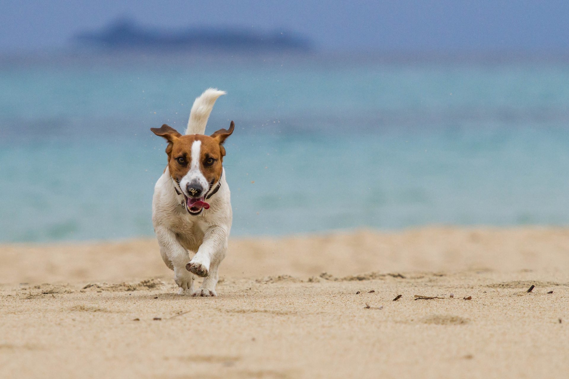 chien course plage mer