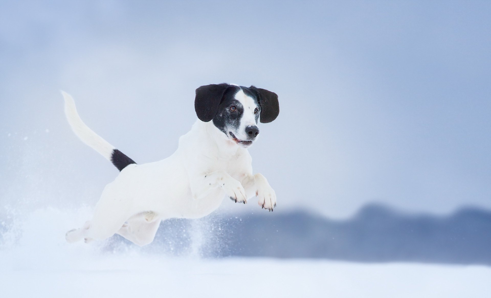 hund blick freund winter