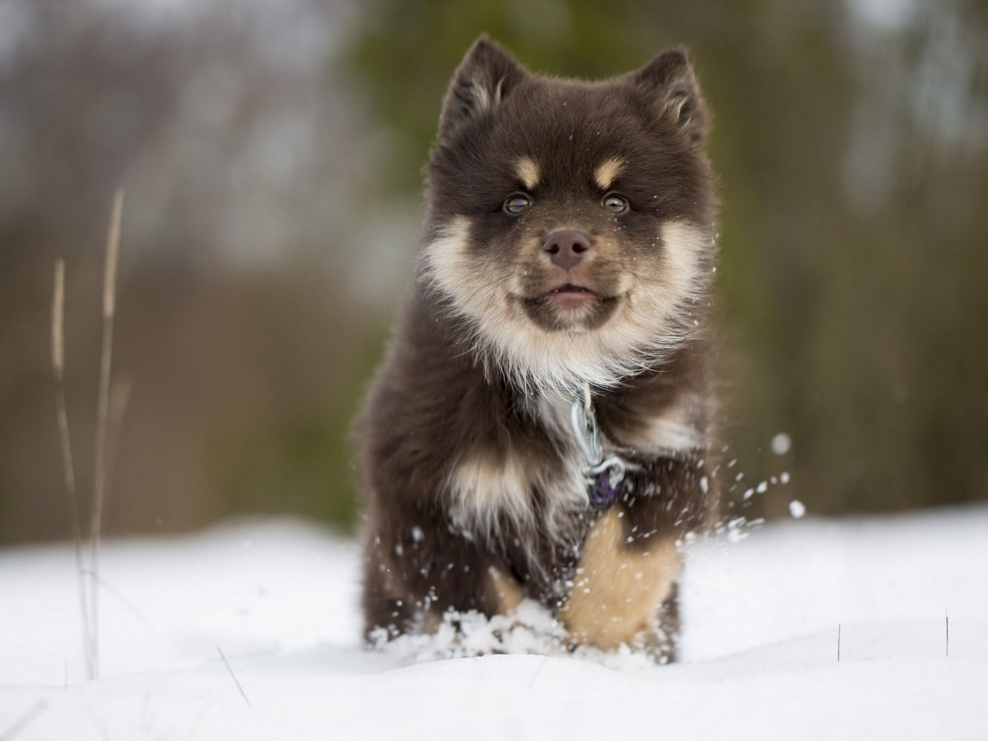 finnischer lapphund finnischer lappenhund hund welpe winter schnee