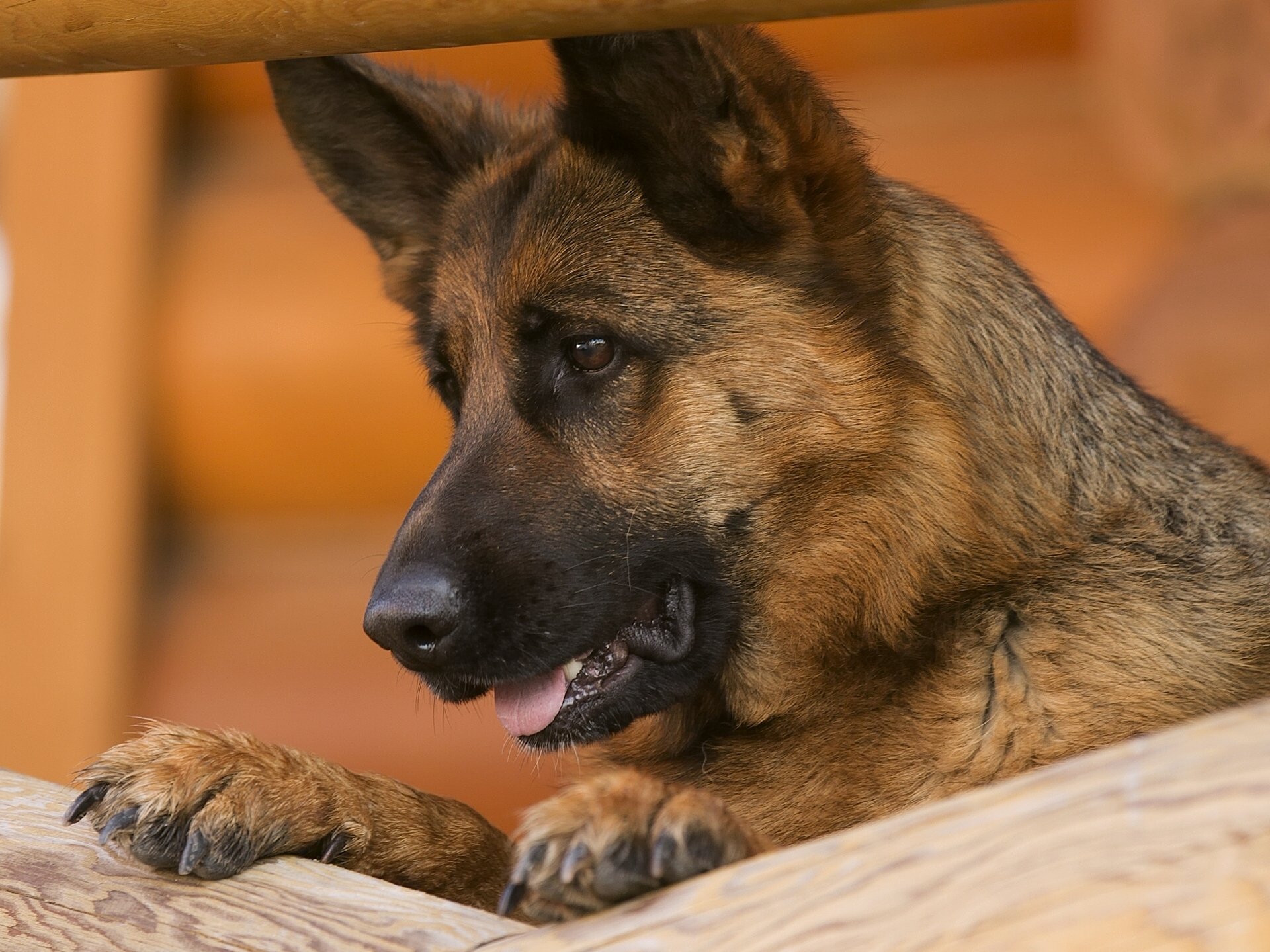 berger allemand berger chien museau