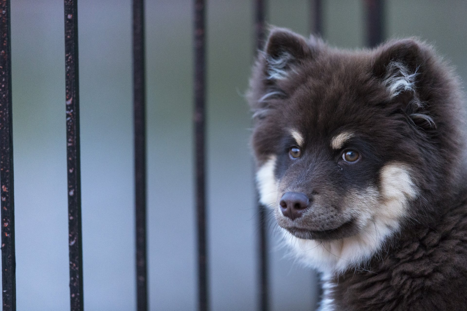 finnischer lapphund finnischer lappenhund hund schnauze