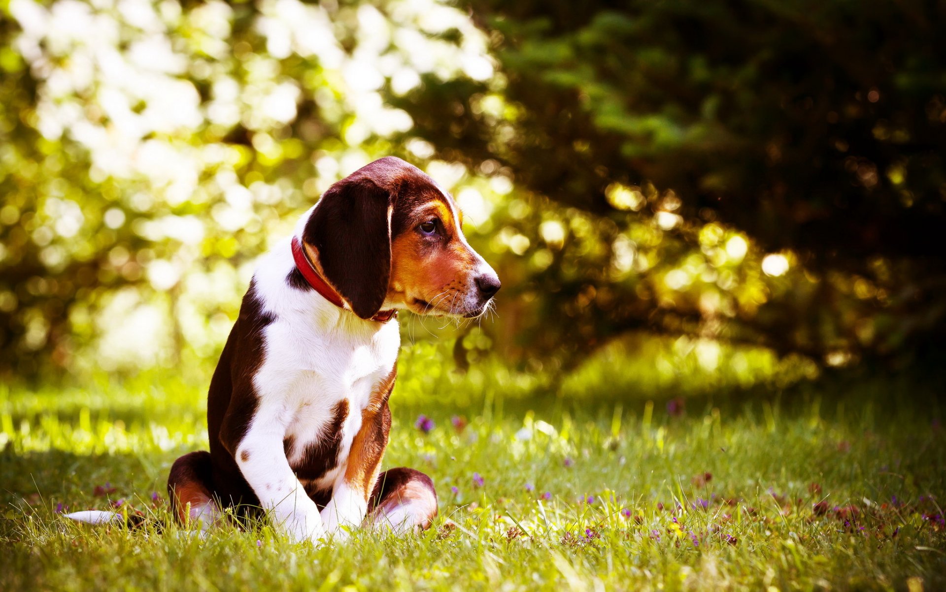 hund blick freund