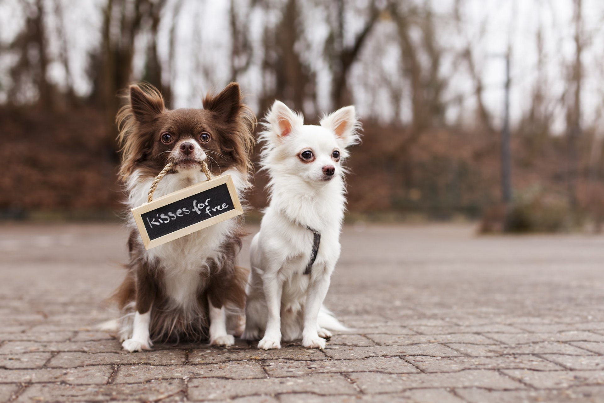 chihuahua dogs two friends plate inscription street