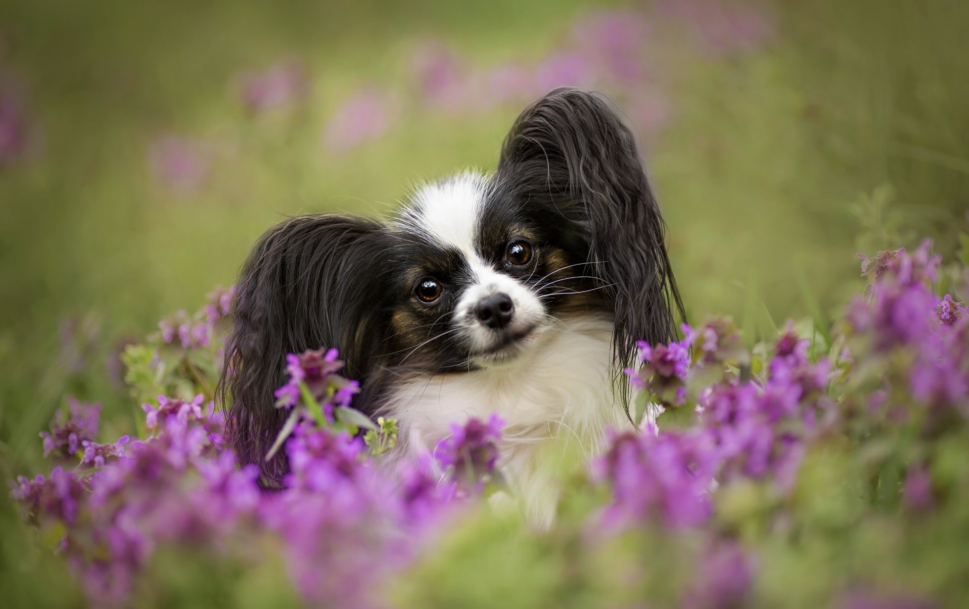 cane sguardo fiori