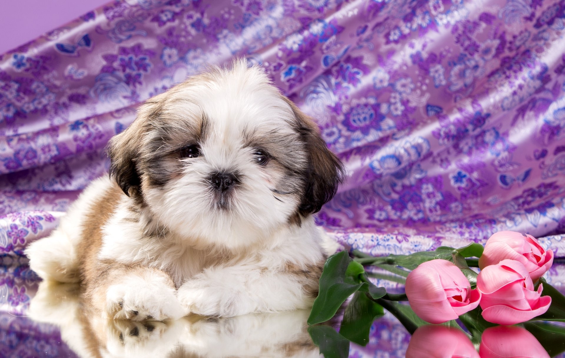 szczeniak kwiaty shih tzu