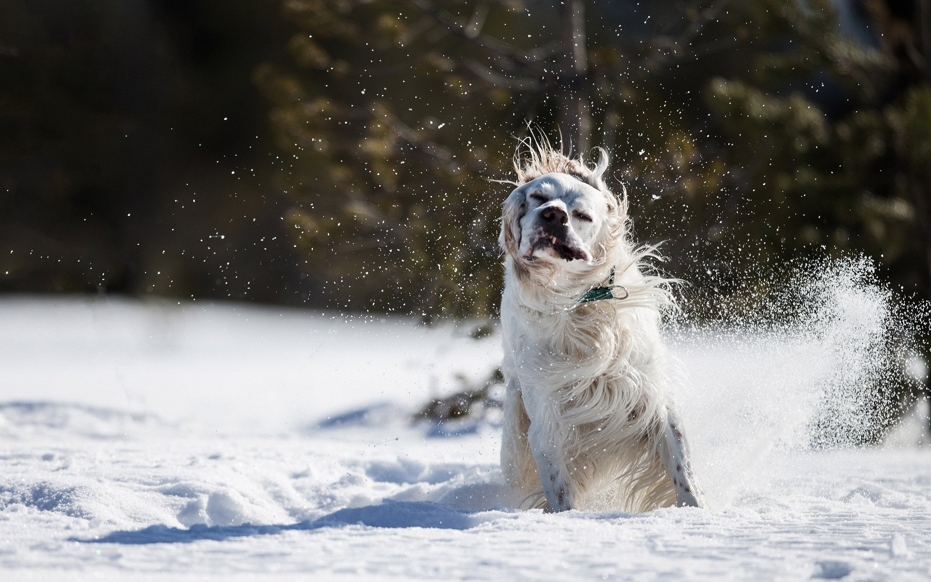 cane amico neve