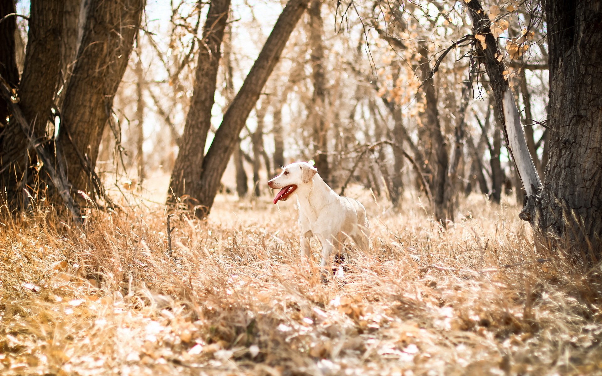 dog nature background