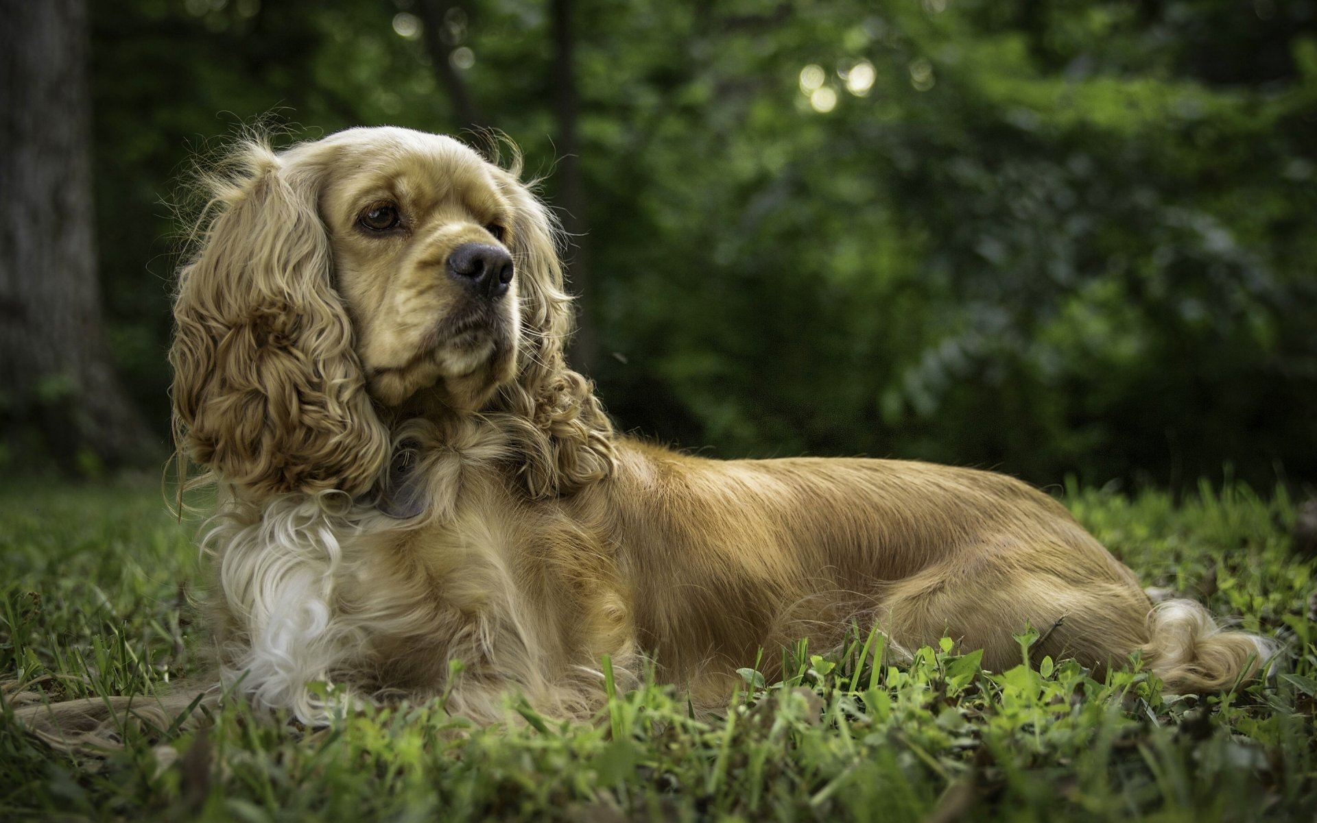 cocker spaniel pies pozowanie