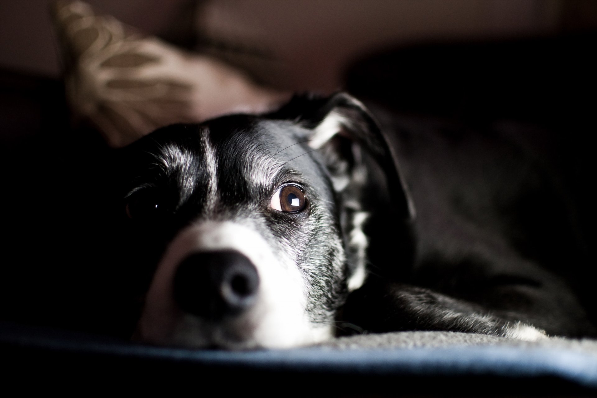 perro mirada amigo