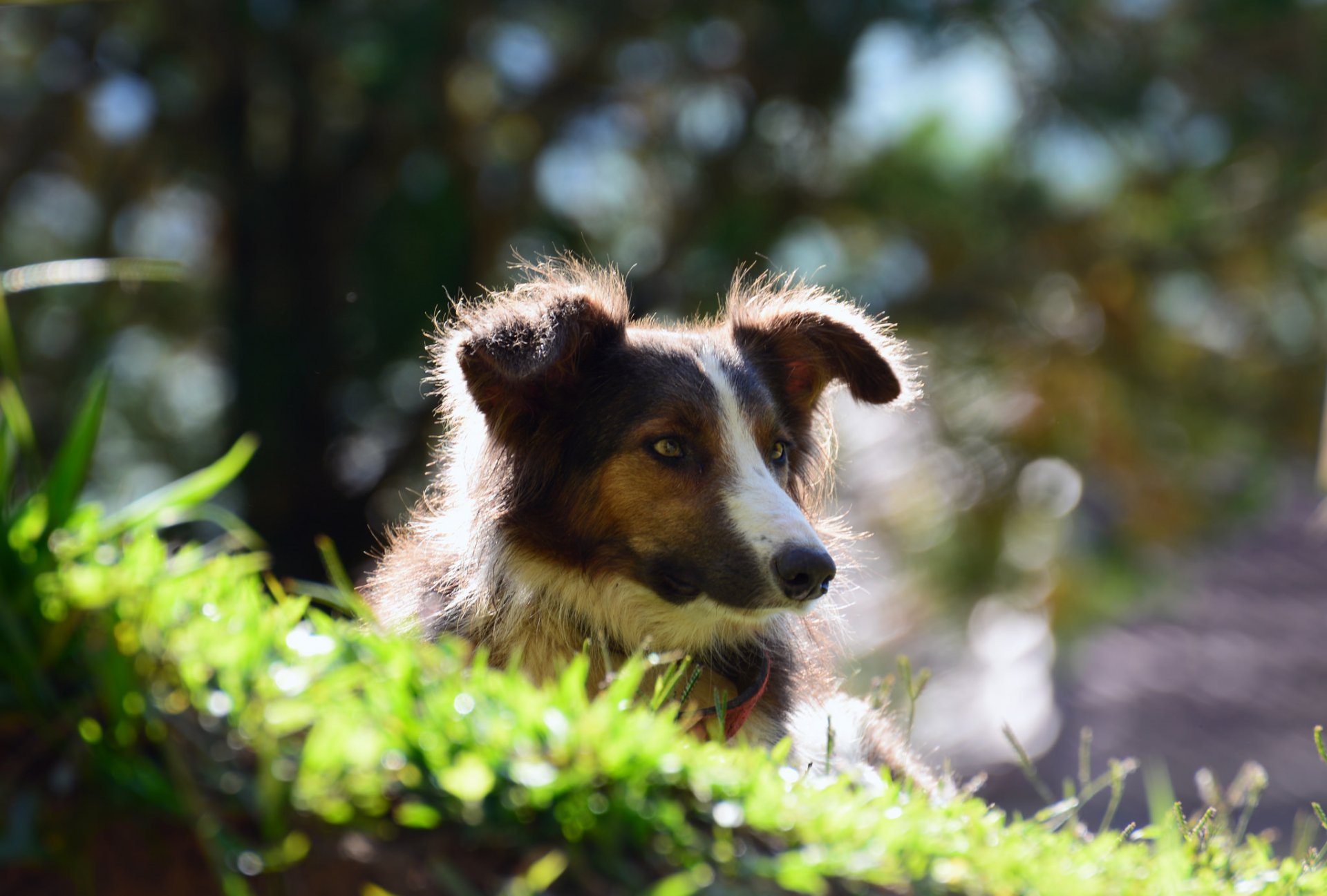 perro hocico mirada