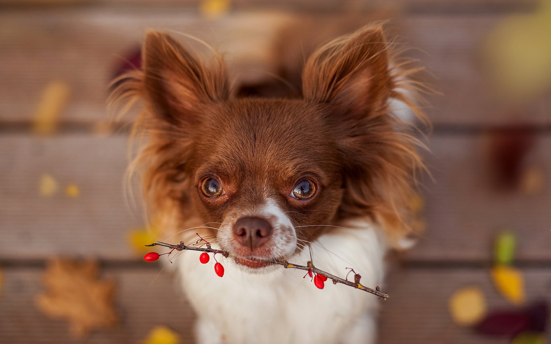 hund blick freund