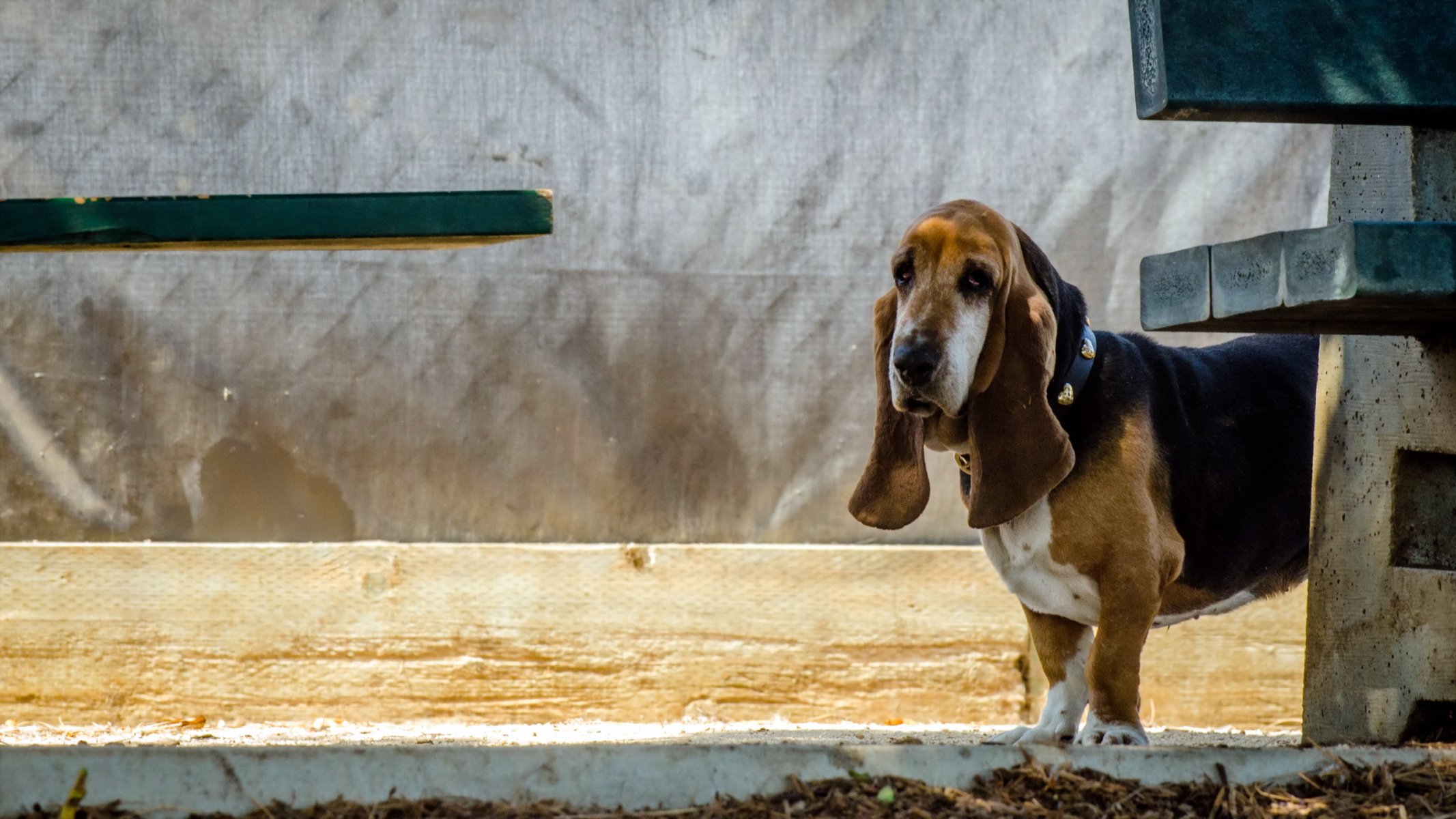 dog view other basset