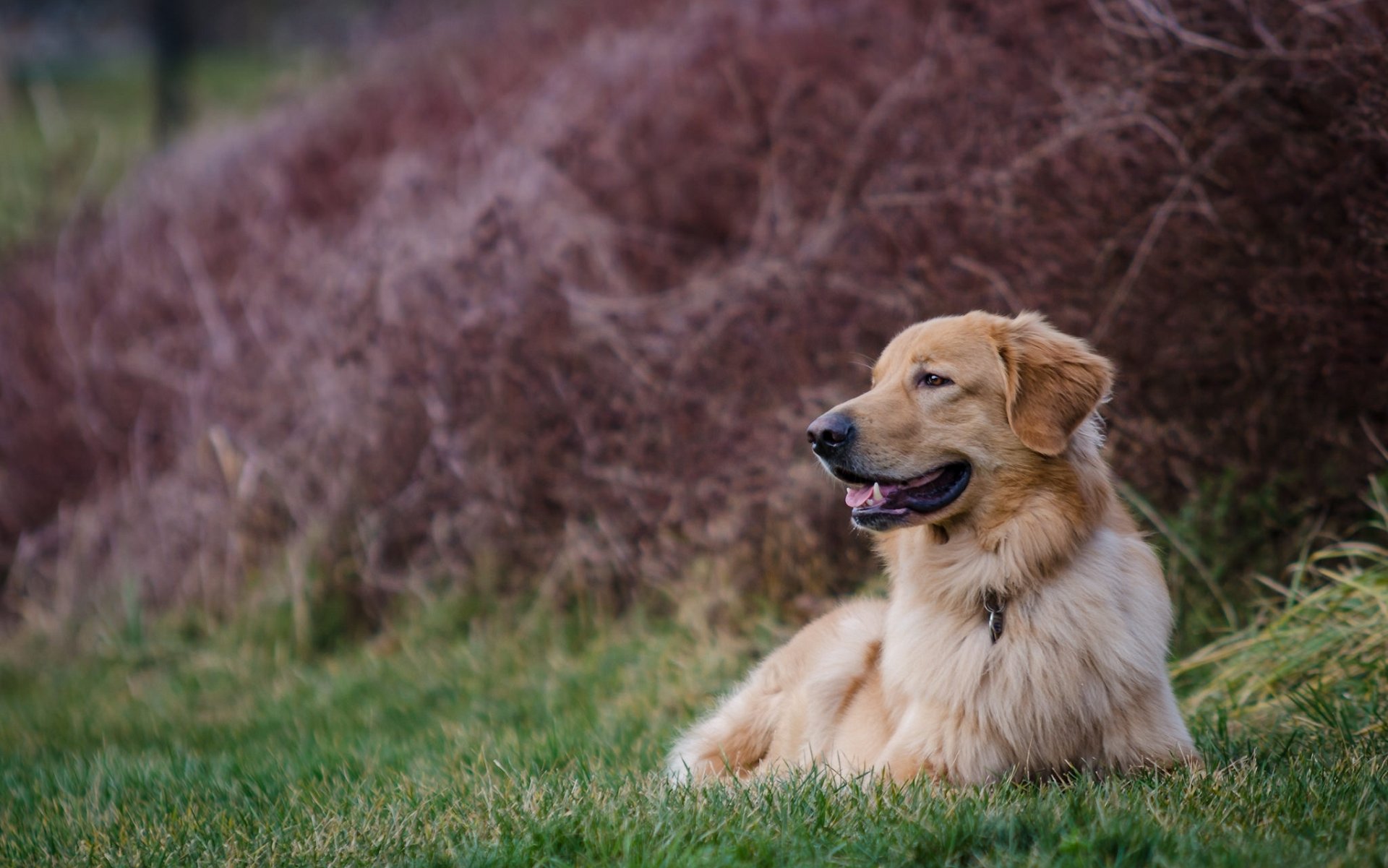 golden retriever golden retriever dog rest