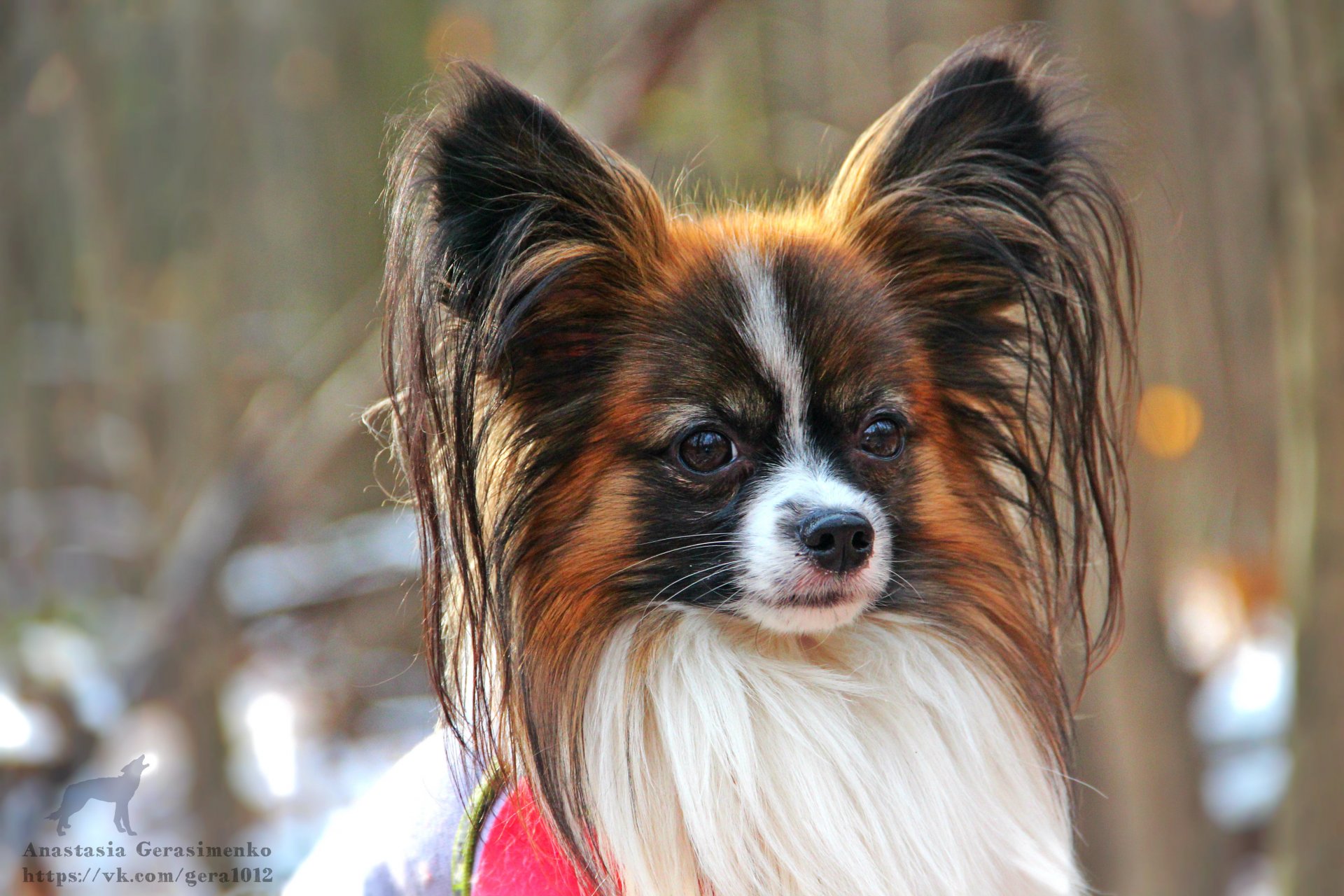 perro papillon cutie perro