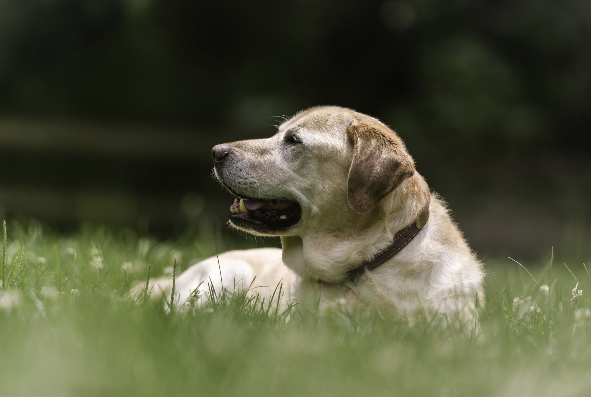 labrador retriever hund ruhe gras