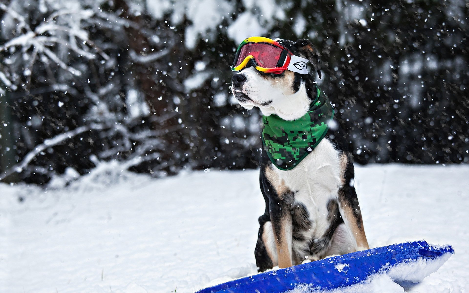 chien ami hiver neige