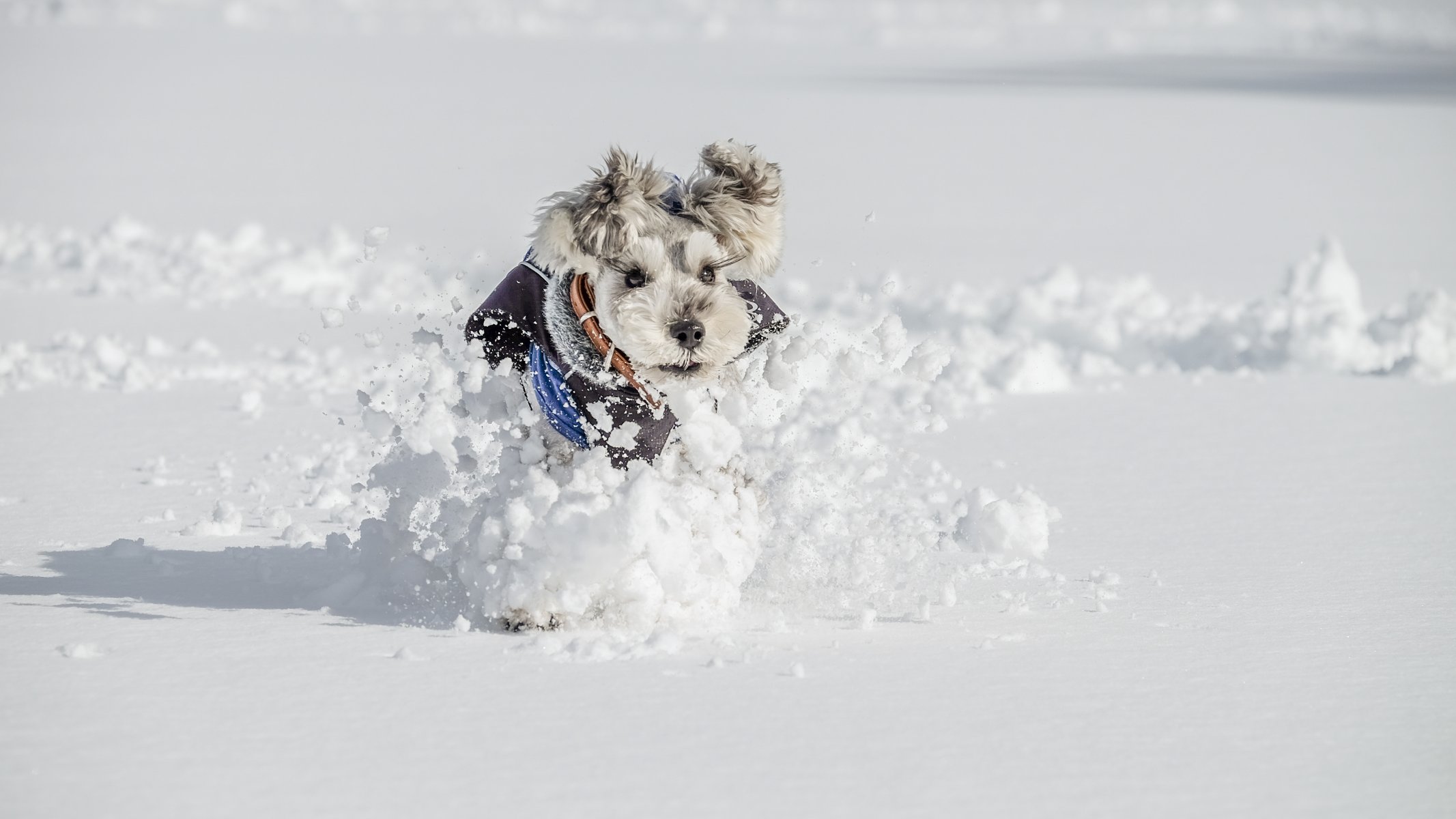 chien vue ami neige hiver