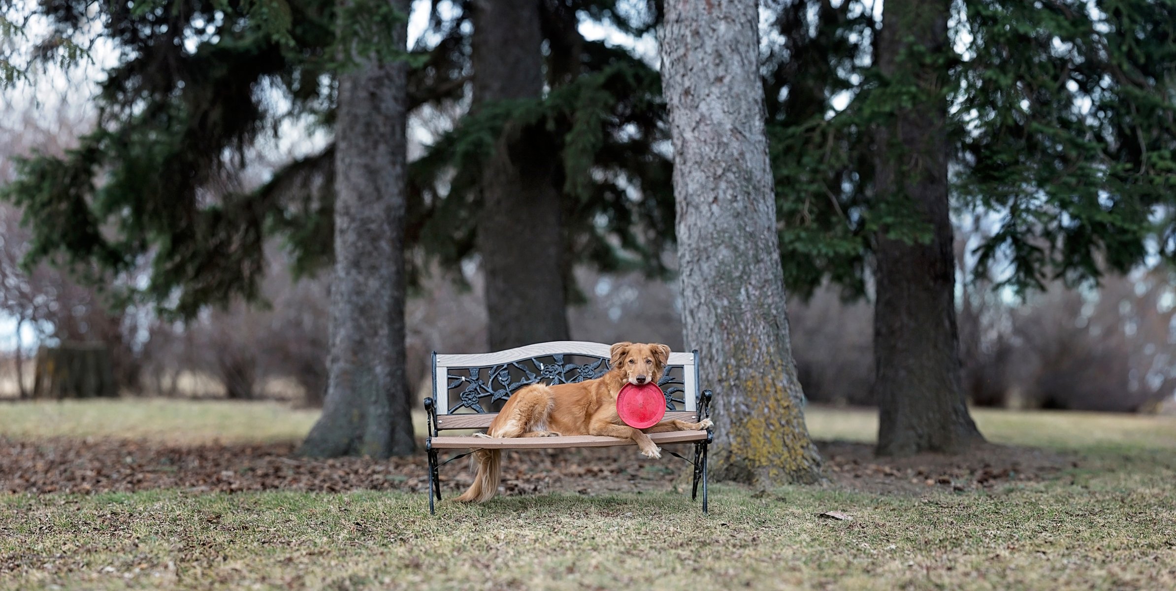 banco parque perro