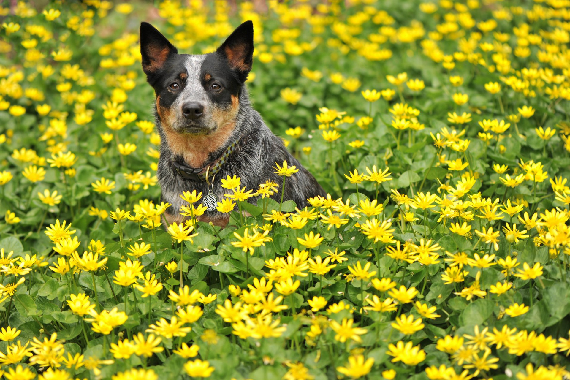 hund blick freund blumen sommer