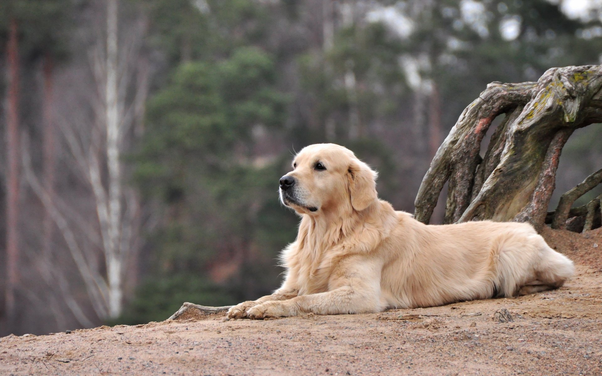 hund blick freund