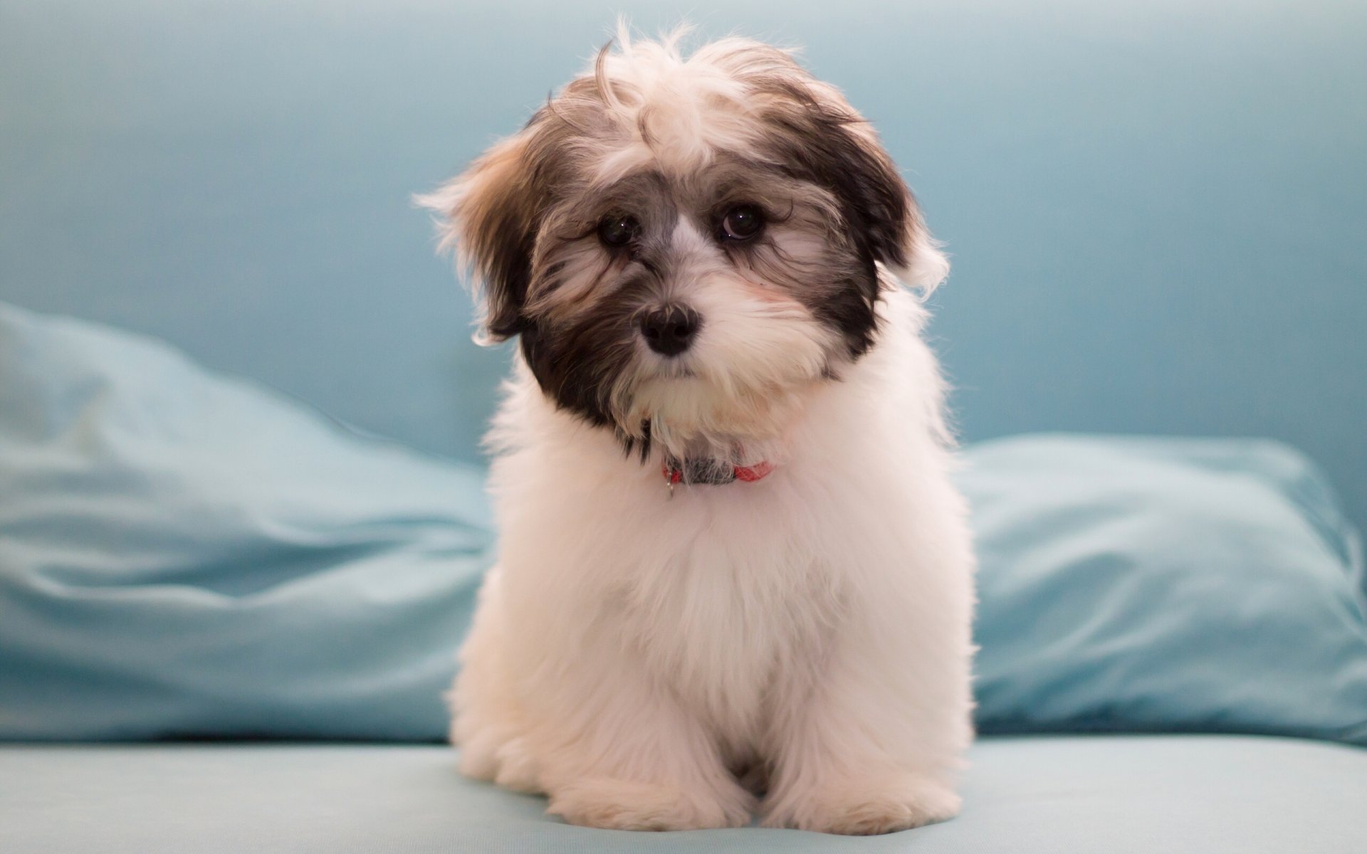 havanese dog puppy